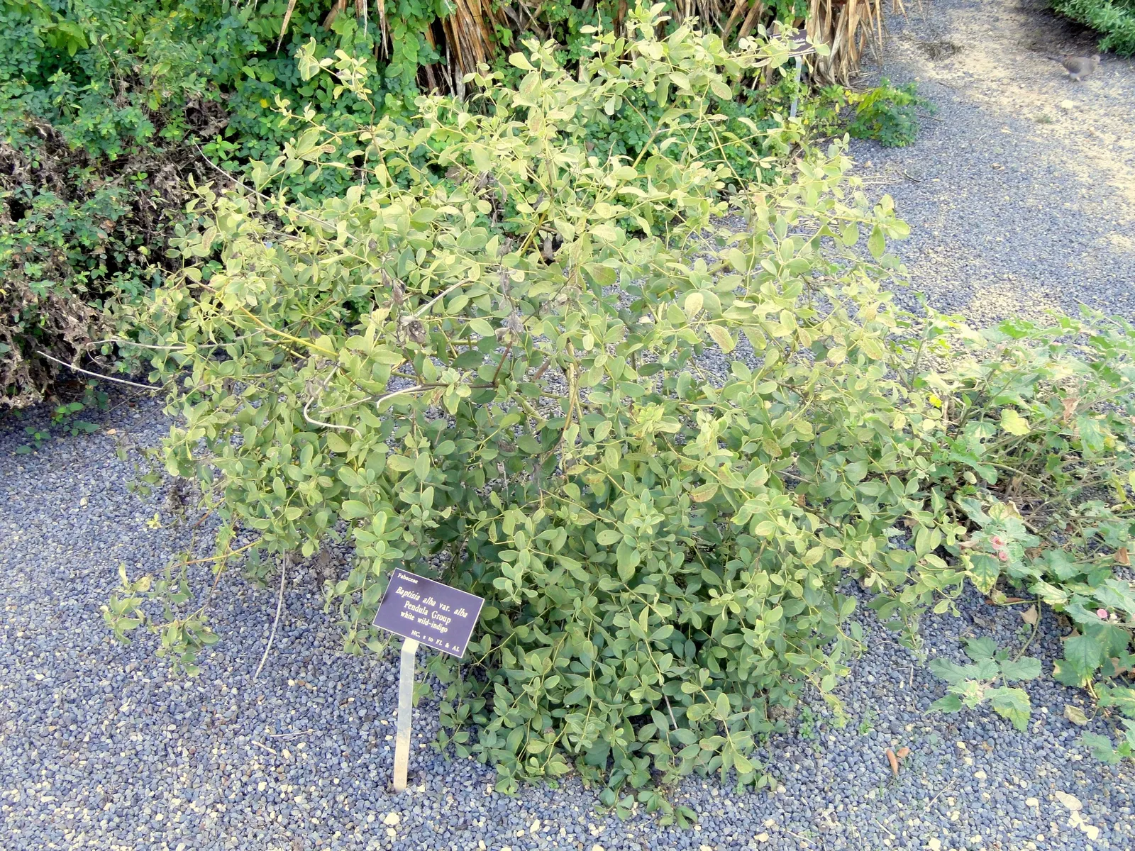 False Indigo (Baptisia Australis) — This low-maintenance native adapts well to dry soils and resists pests and diseases
