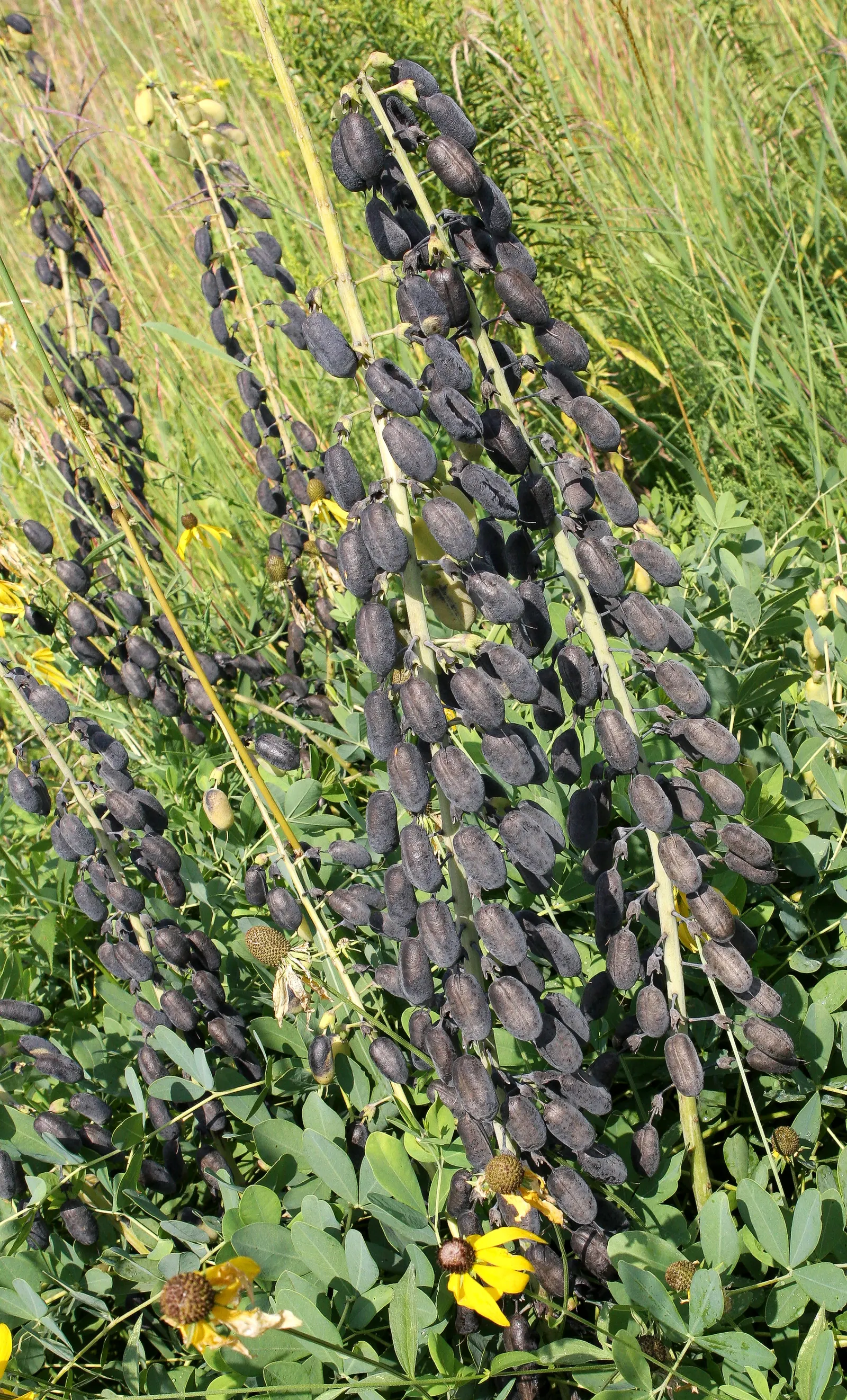False Indigo (Baptisia Australis) — upright vase shape with a spread of 3 to 4 feet; commonly referred to as False Indigo