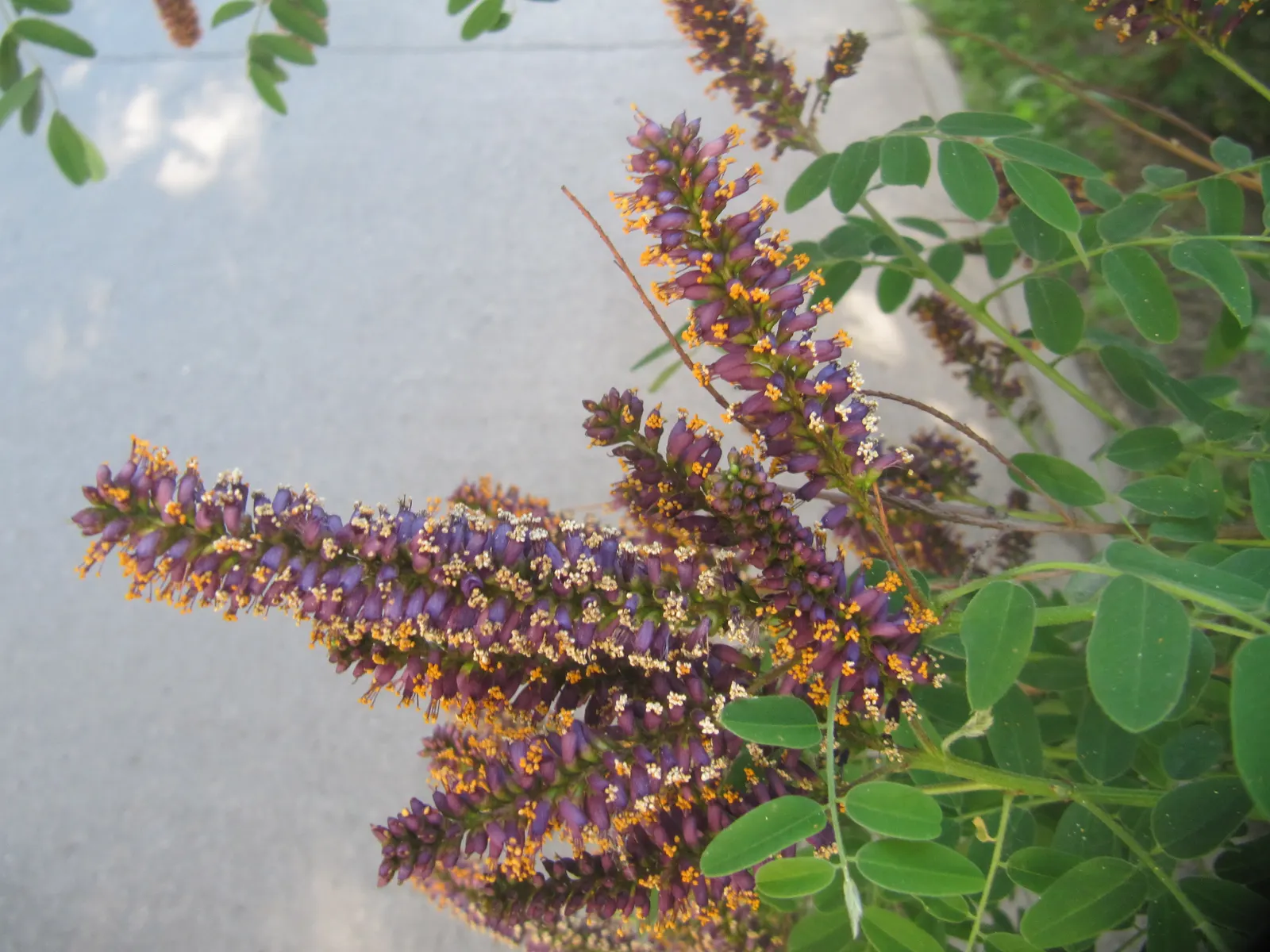 False Indigo (Baptisia Australis) — perennial with blue and purple blooms; false Indigo is valued for its low maintenance needs, image 71