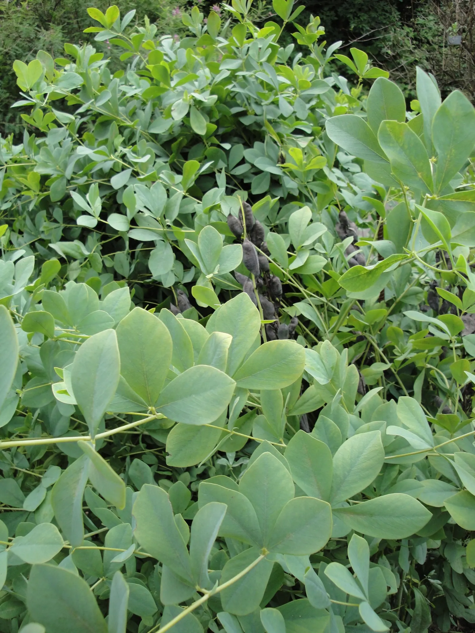 False Indigo (Baptisia Australis) — enchanting addition to any landscape design