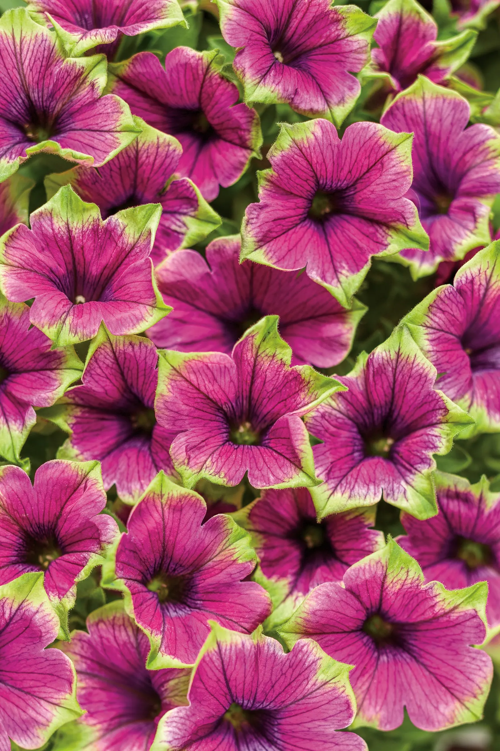 Picasso in Purple® Petunia — or Petunia 'Picasso in Purple'