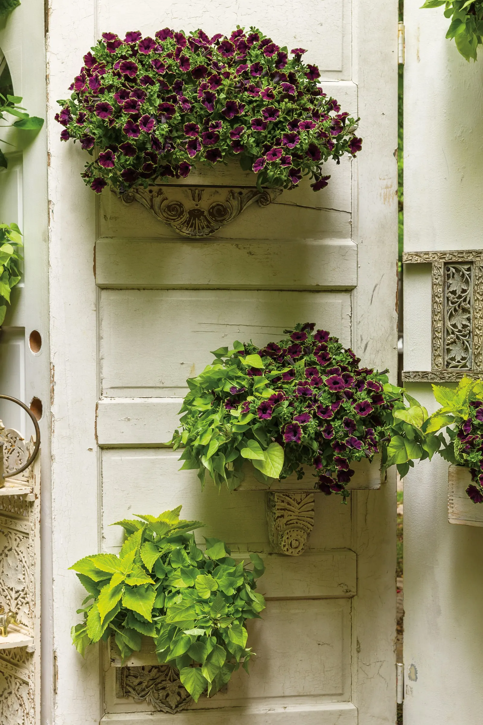 Margarita Sweet Potato Vine (Ipomoea batatas) — They love the heat and humidity (growing up to 36" a week in the Deep South)