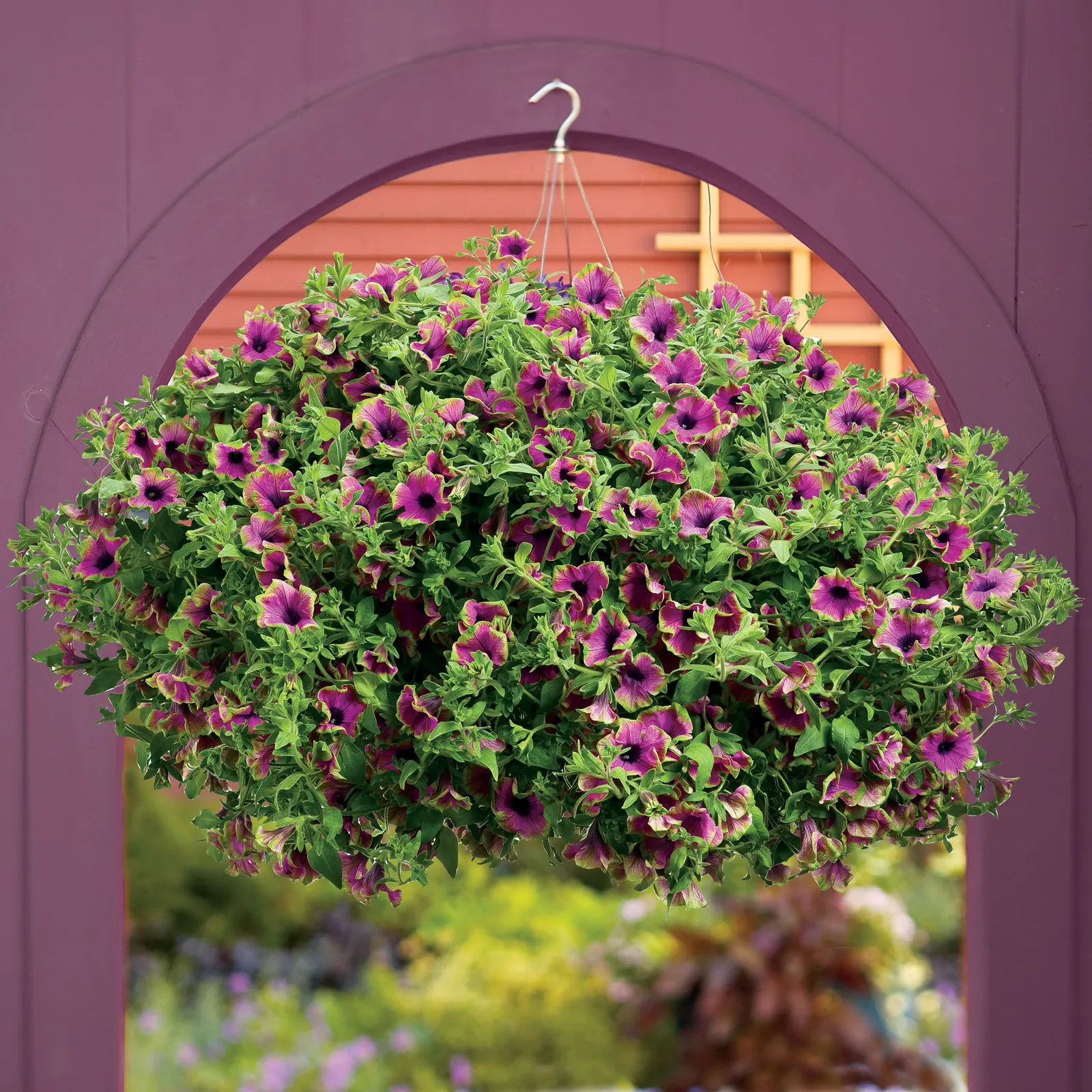Picasso in Purple® Petunia — It grows 6-12 inches tall and spreads 18-24 inches