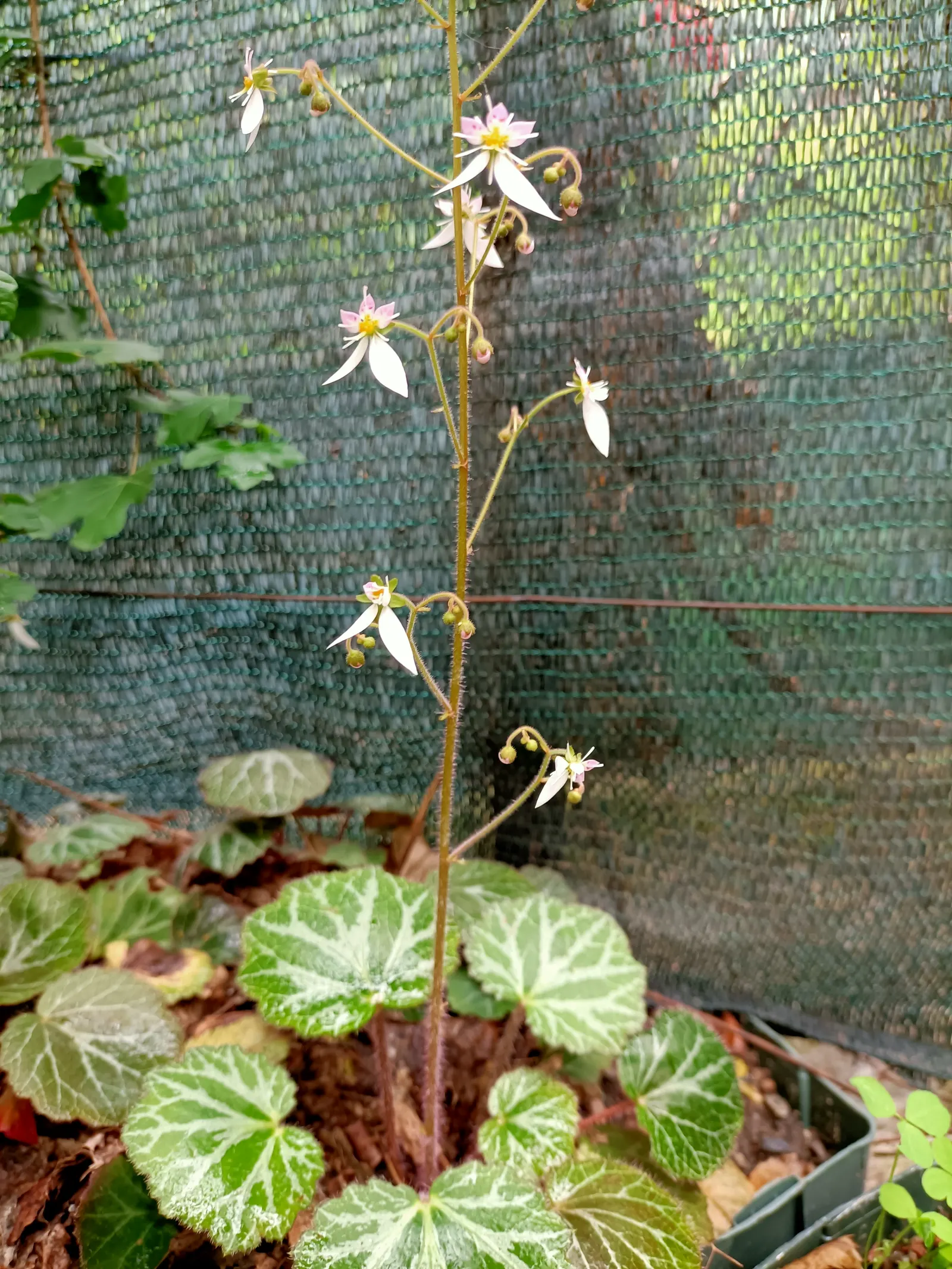 Strawberry Begonia (Saxifraga Stolonifera 'Cuscutiformis') — white flowers in the garden; scientifically known as Saxifraga stolonifera 'Cuscutiformis'