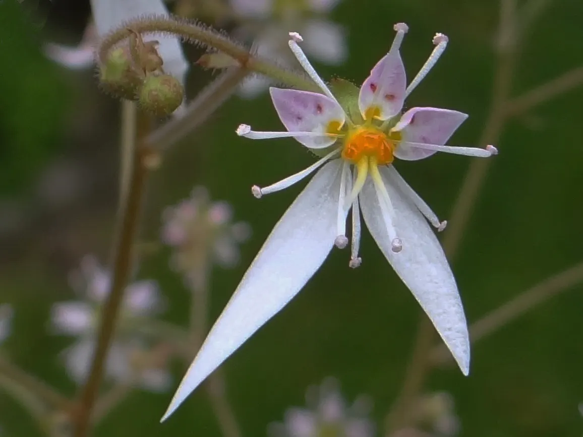 Strawberry Begonia (Saxifraga Stolonifera 'Cuscutiformis') — approximately 12 to 18 inches long, image 58