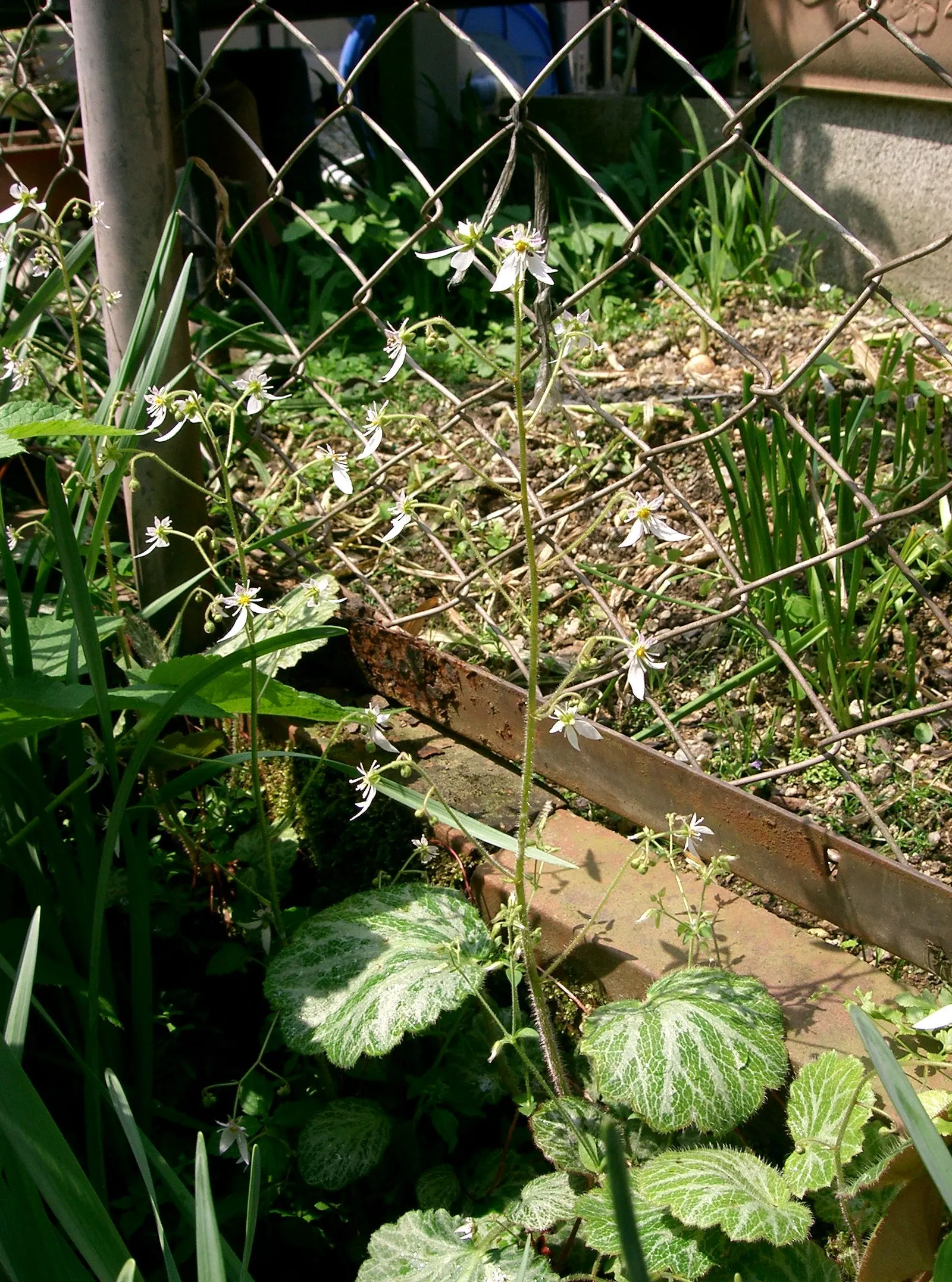 Strawberry Begonia (Saxifraga Stolonifera 'Cuscutiformis') — It features heart-shaped leaves and dainty white flowers atop 8-inch stems in late, image 48