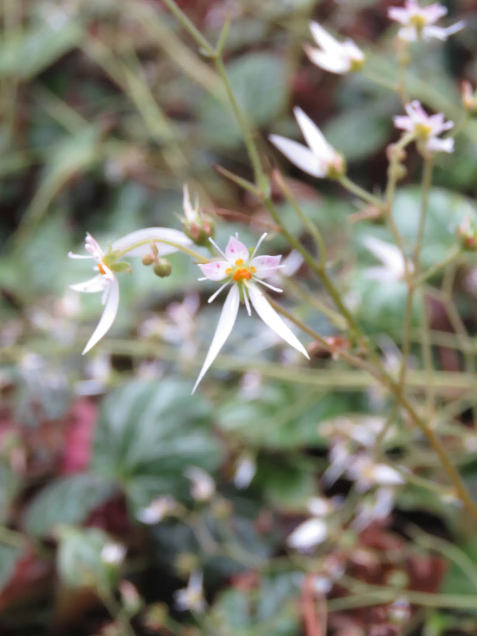 Strawberry Begonia (Saxifraga Stolonifera 'Cuscutiformis') — preferring a North or East-facing exposure that offers shelter from the harsh, image 60