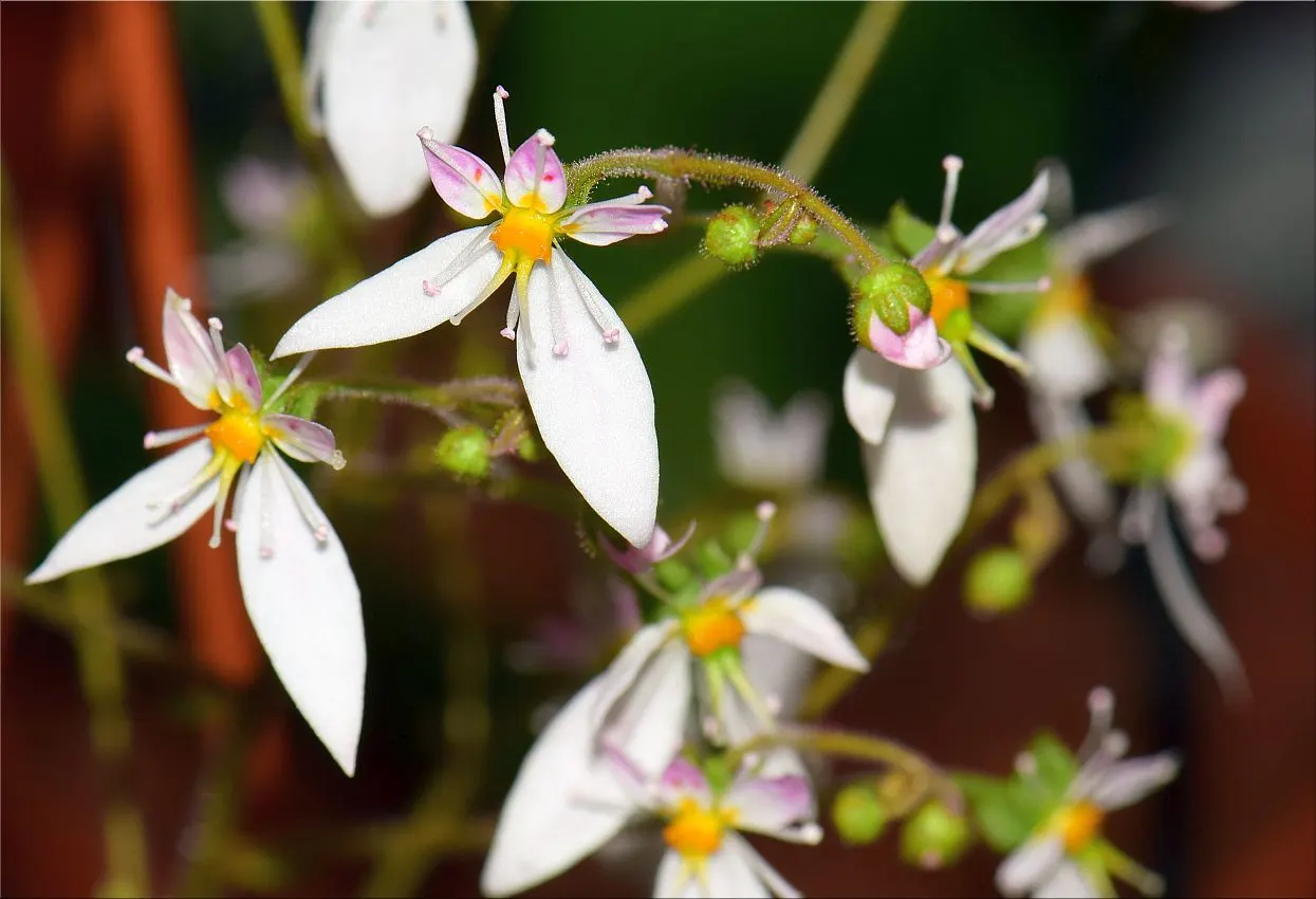 Strawberry Begonia (Saxifraga Stolonifera 'Cuscutiformis') — sprouting thread-like runners; ideal for shady borders or container gardens, it's, image 57