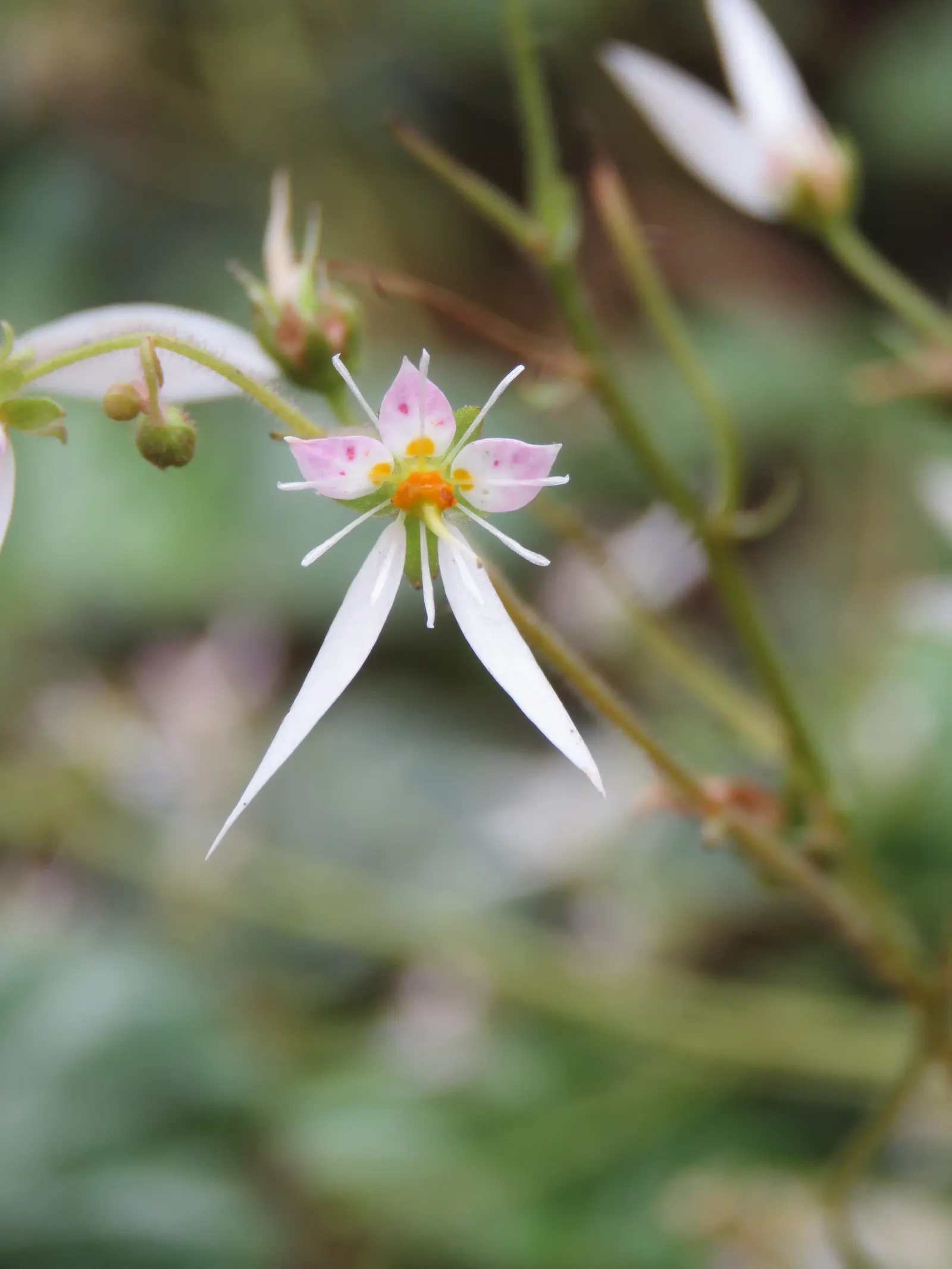 Strawberry Begonia (Saxifraga Stolonifera 'Cuscutiformis') — Notably, it produces striking red stolons, adding groundcover allure; it features, image 50