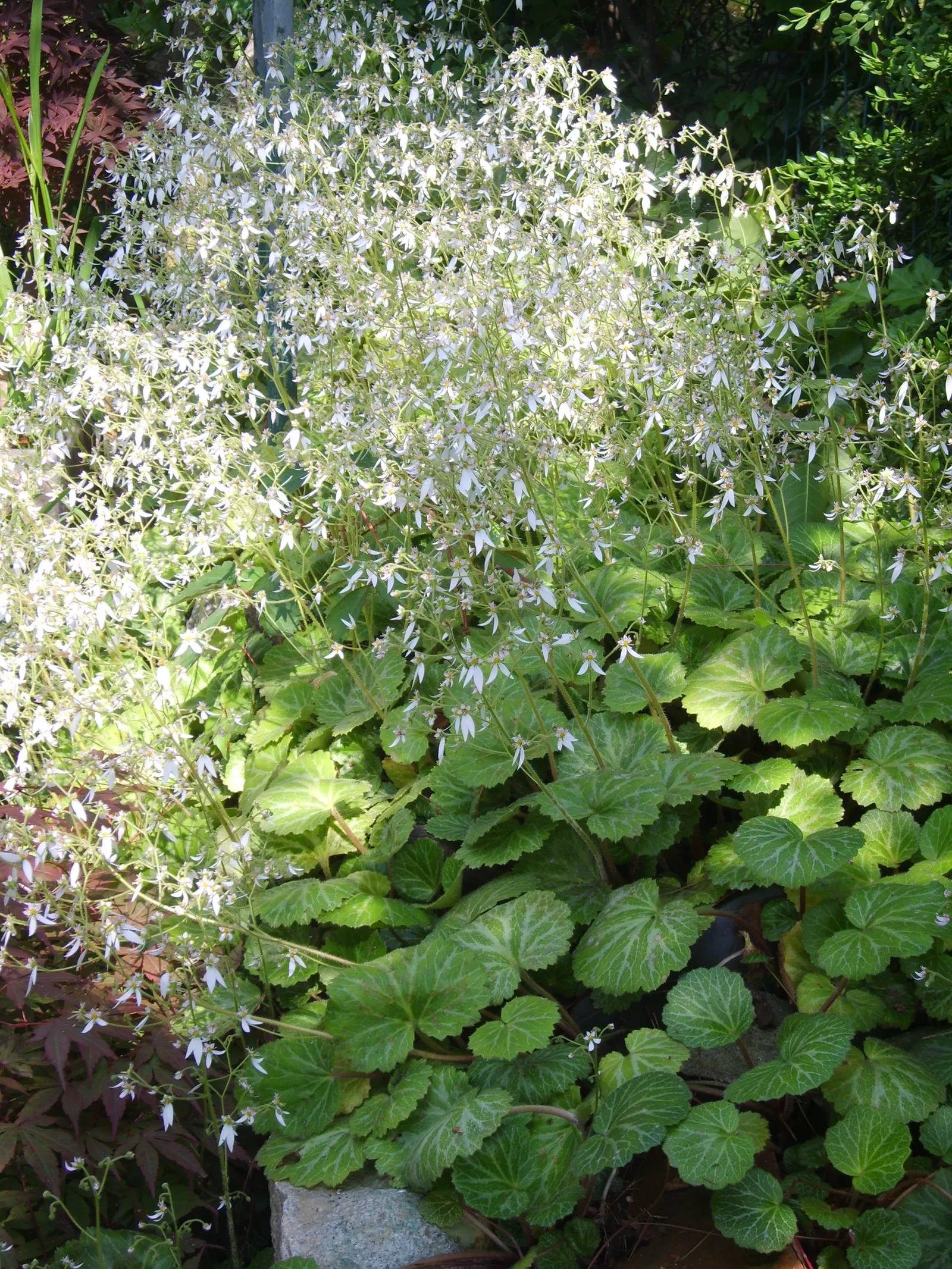 Strawberry Begonia (Saxifraga Stolonifera 'Cuscutiformis') — With an average height of 6 to 9 inches and a spread of 12 to 24 inches; the Strawberry Begonia