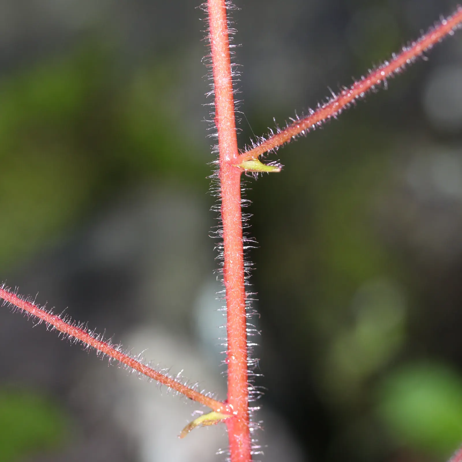 Strawberry Begonia (Saxifraga Stolonifera 'Cuscutiformis') — the Strawberry Begonia thrives in part shade to full shade conditions