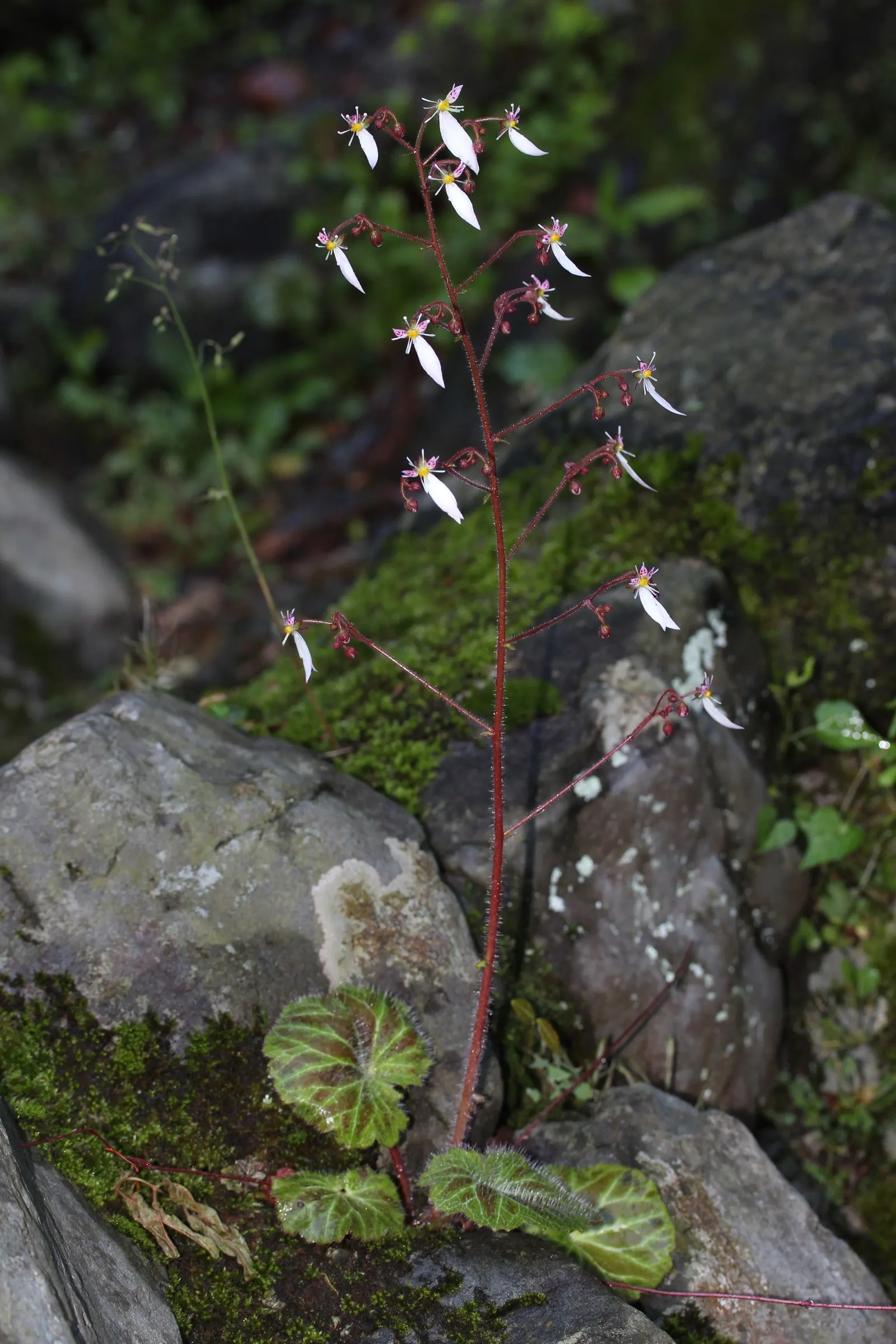 Strawberry Begonia (Saxifraga Stolonifera 'Cuscutiformis') — is a charming perennial that features a rosette of heart-shaped