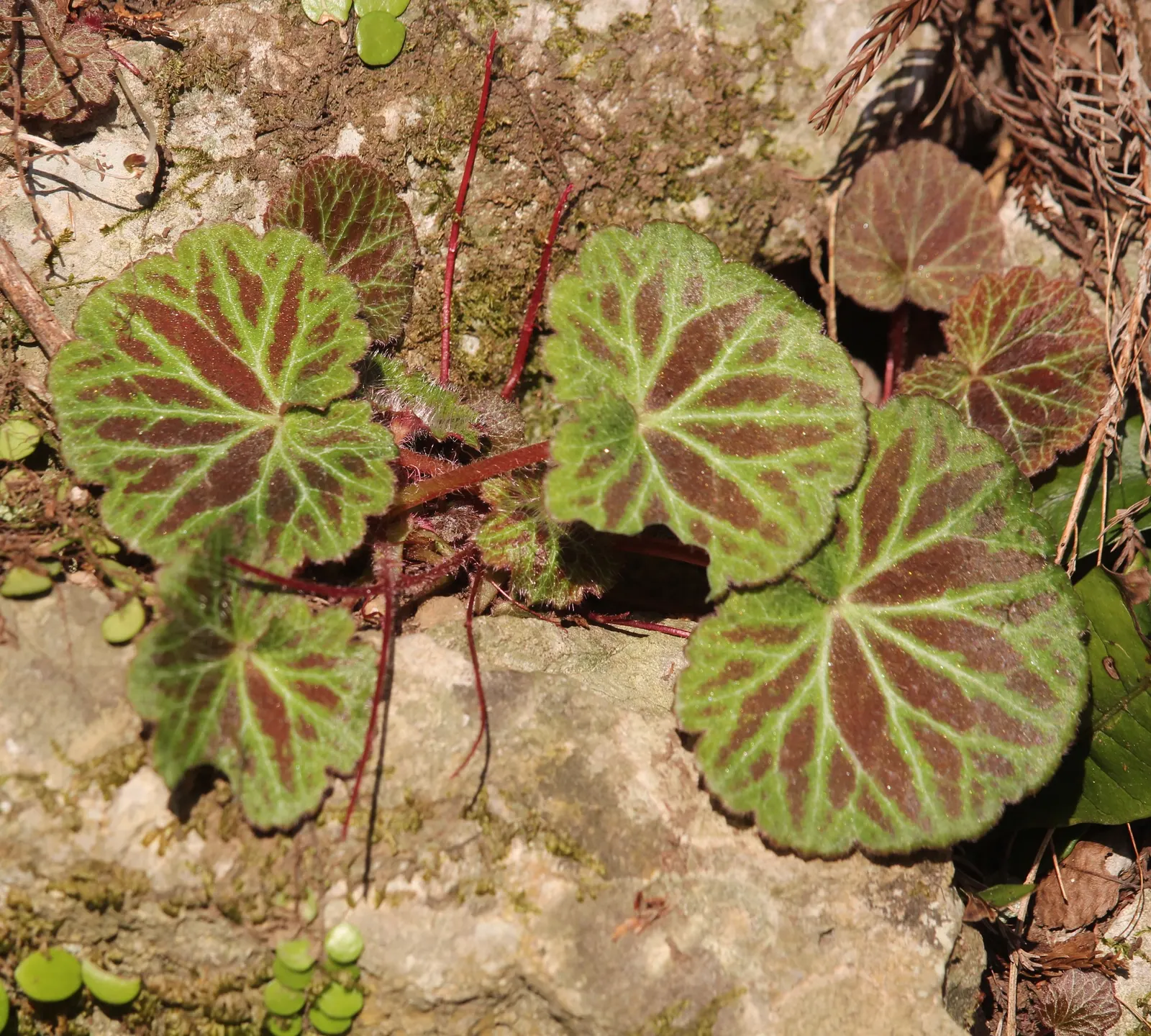 Strawberry Begonia (Saxifraga Stolonifera 'Cuscutiformis') — it suits well as a ground cover or in rock gardens