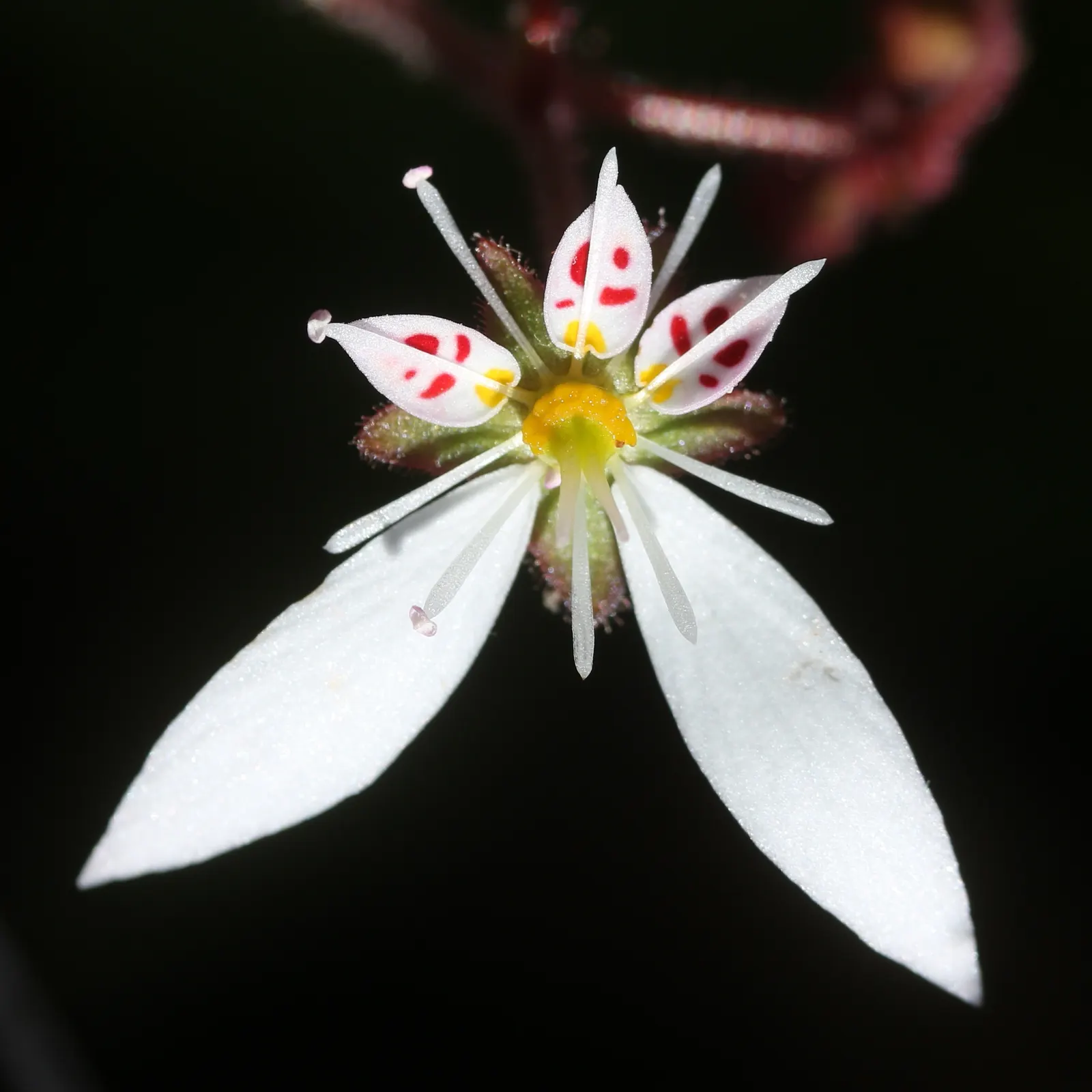 Strawberry Begonia (Saxifraga Stolonifera 'Cuscutiformis') — It is imperative to provide well-drained soil rich in organic matter; this variety, image 61