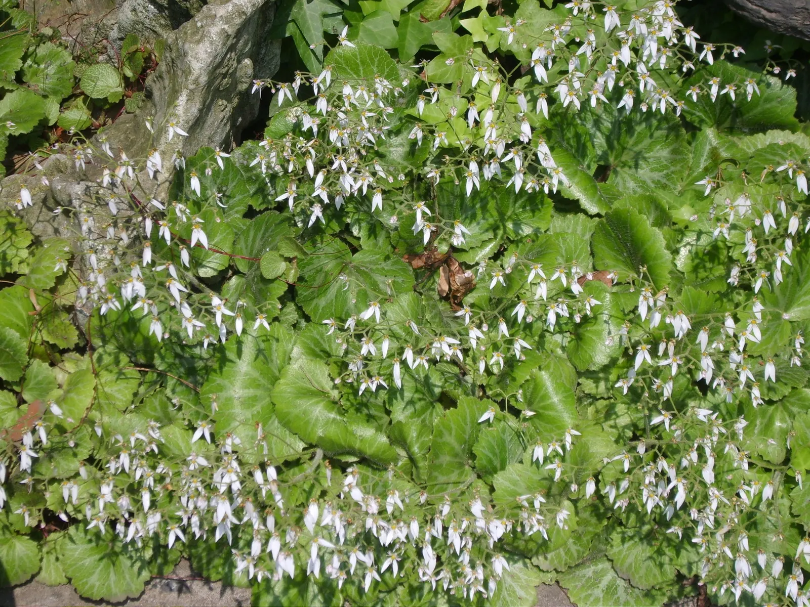 Strawberry Begonia (Saxifraga Stolonifera 'Cuscutiformis') — is a charming perennial that features a rosette of heart-shaped; ground cover /, image 53