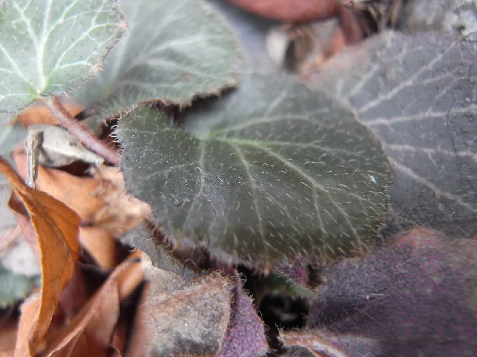 Strawberry Begonia (Saxifraga Stolonifera 'Cuscutiformis') — It is imperative to provide well-drained soil rich in organic matter; this variety distinguishes