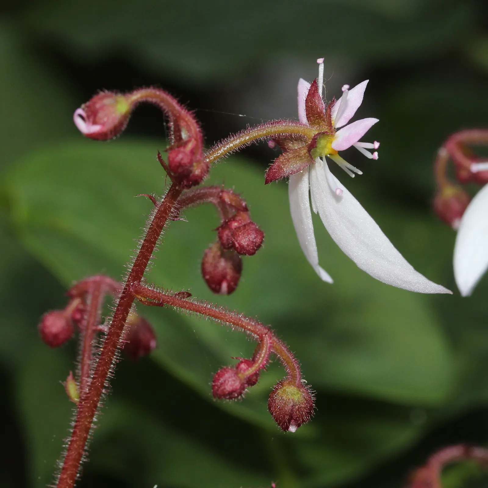 Strawberry Begonia (Saxifraga Stolonifera 'Cuscutiformis') — each leaf reaching a size of around 3 inches across; preferring a North or East-facing, image 55