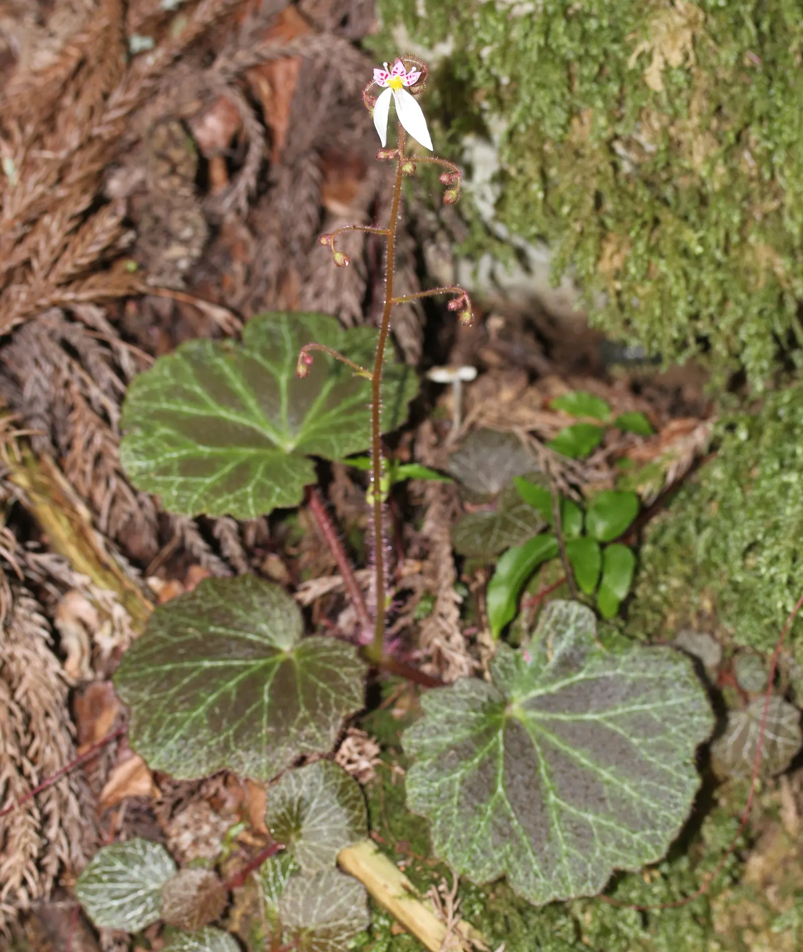 Strawberry Begonia (Saxifraga Stolonifera 'Cuscutiformis') — It thrives in partial shade, requires well-drained soil and maintains a humble height of 3-6