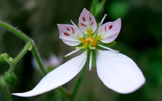 Strawberry Begonia (Saxifraga Stolonifera 'Cuscutiformis') — the Strawberry Begonia thrives in part shade to full shade conditions; it's non-invasive and its