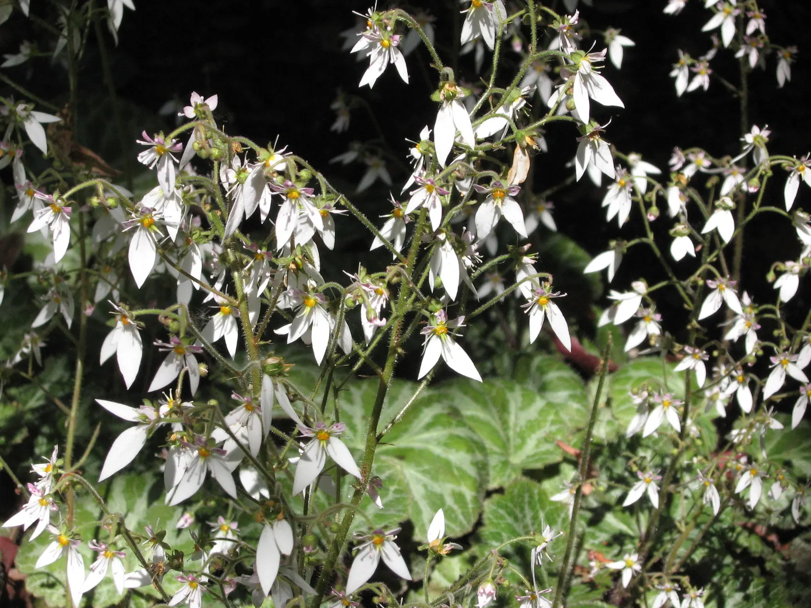 Strawberry Begonia (Saxifraga Stolonifera 'Cuscutiformis') — ground cover / perennial with white blooms