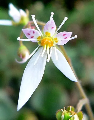 Strawberry Begonia (Saxifraga Stolonifera 'Cuscutiformis') — preferring a North or East-facing exposure that offers shelter from the harsh afternoon sun; it