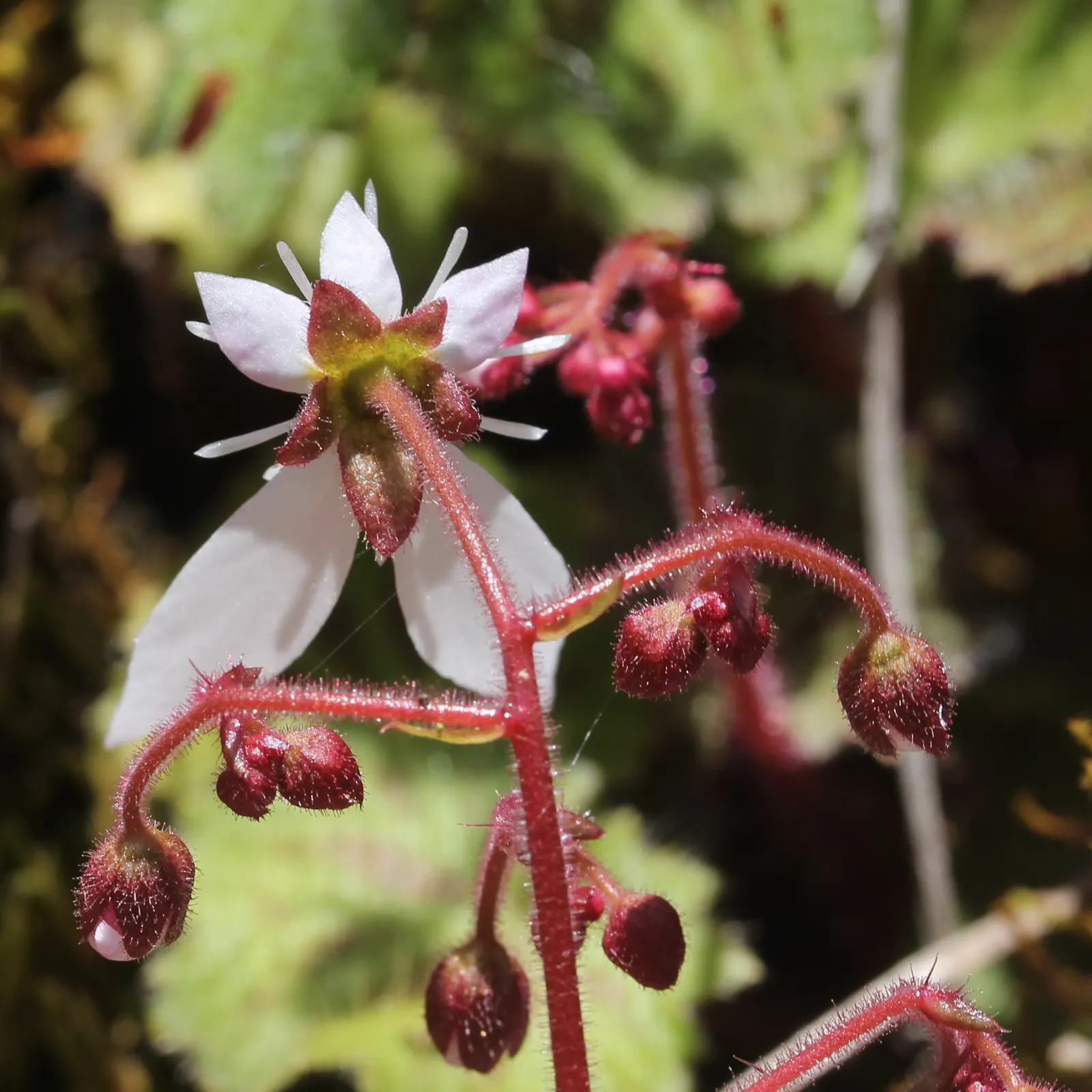 Strawberry Begonia (Saxifraga Stolonifera 'Cuscutiformis') — is a charming perennial that features a rosette of heart-shaped; ground cover / perennial for deep