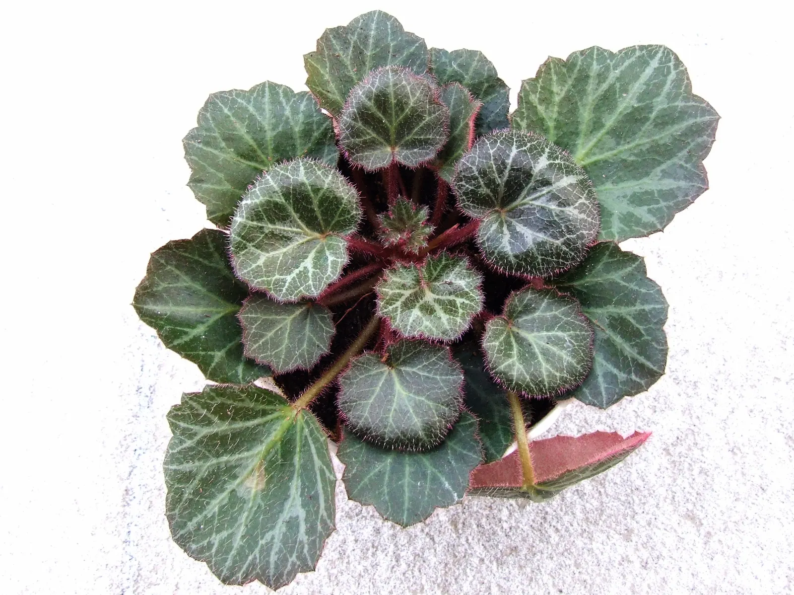 Strawberry Begonia (Saxifraga Stolonifera 'Cuscutiformis') — scientifically known as Saxifraga stolonifera 'Cuscutiformis'; avoiding overly wet, image 52
