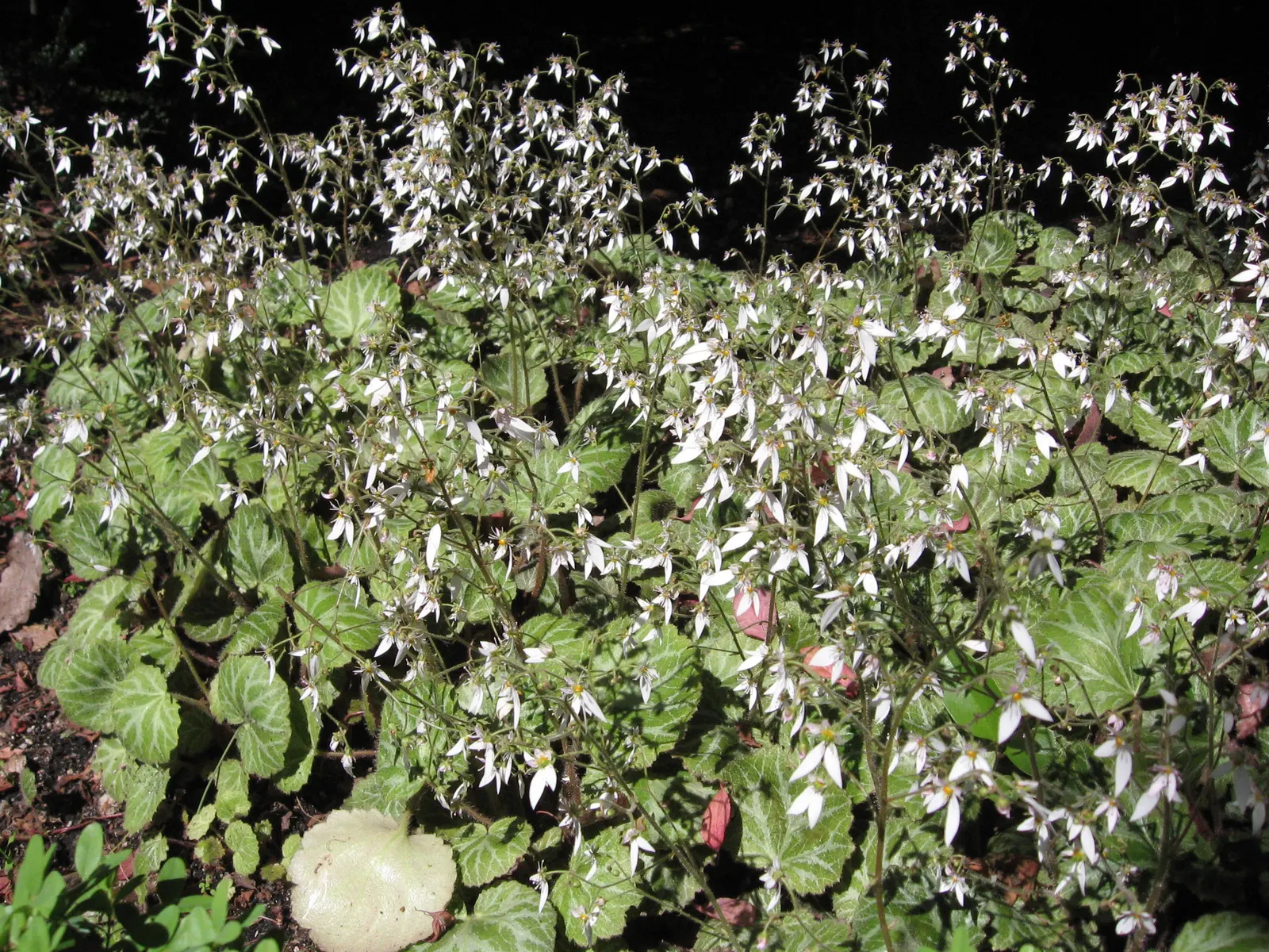 Strawberry Begonia (Saxifraga Stolonifera 'Cuscutiformis') — This variety distinguishes itself by its unique stoloniferous habit