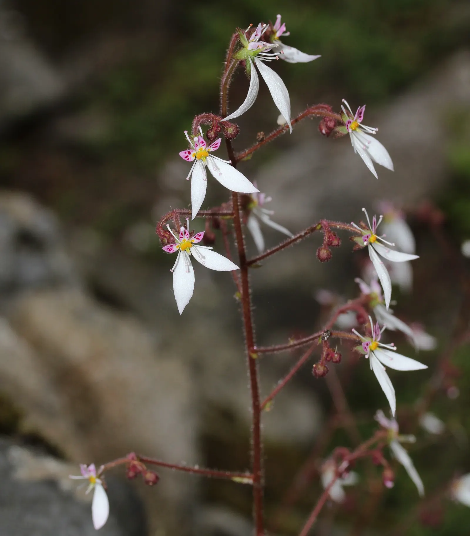 Strawberry Begonia (Saxifraga Stolonifera 'Cuscutiformis') — avoiding overly wet conditions to prevent root rot
