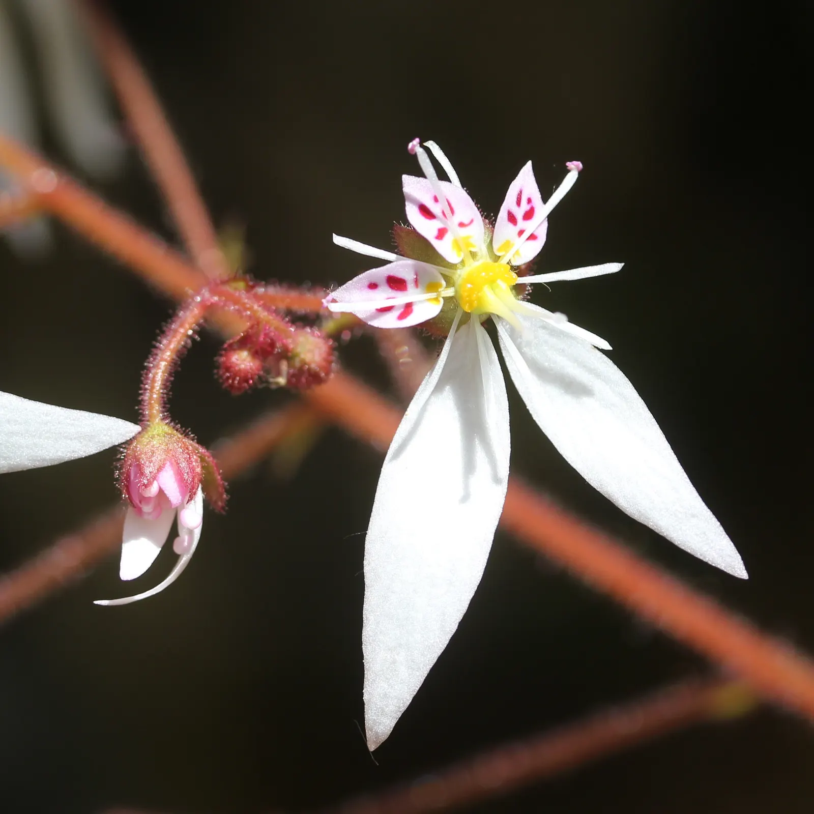 Strawberry Begonia (Saxifraga Stolonifera 'Cuscutiformis') — This variety distinguishes itself by its unique stoloniferous habit; white flowers in the garden