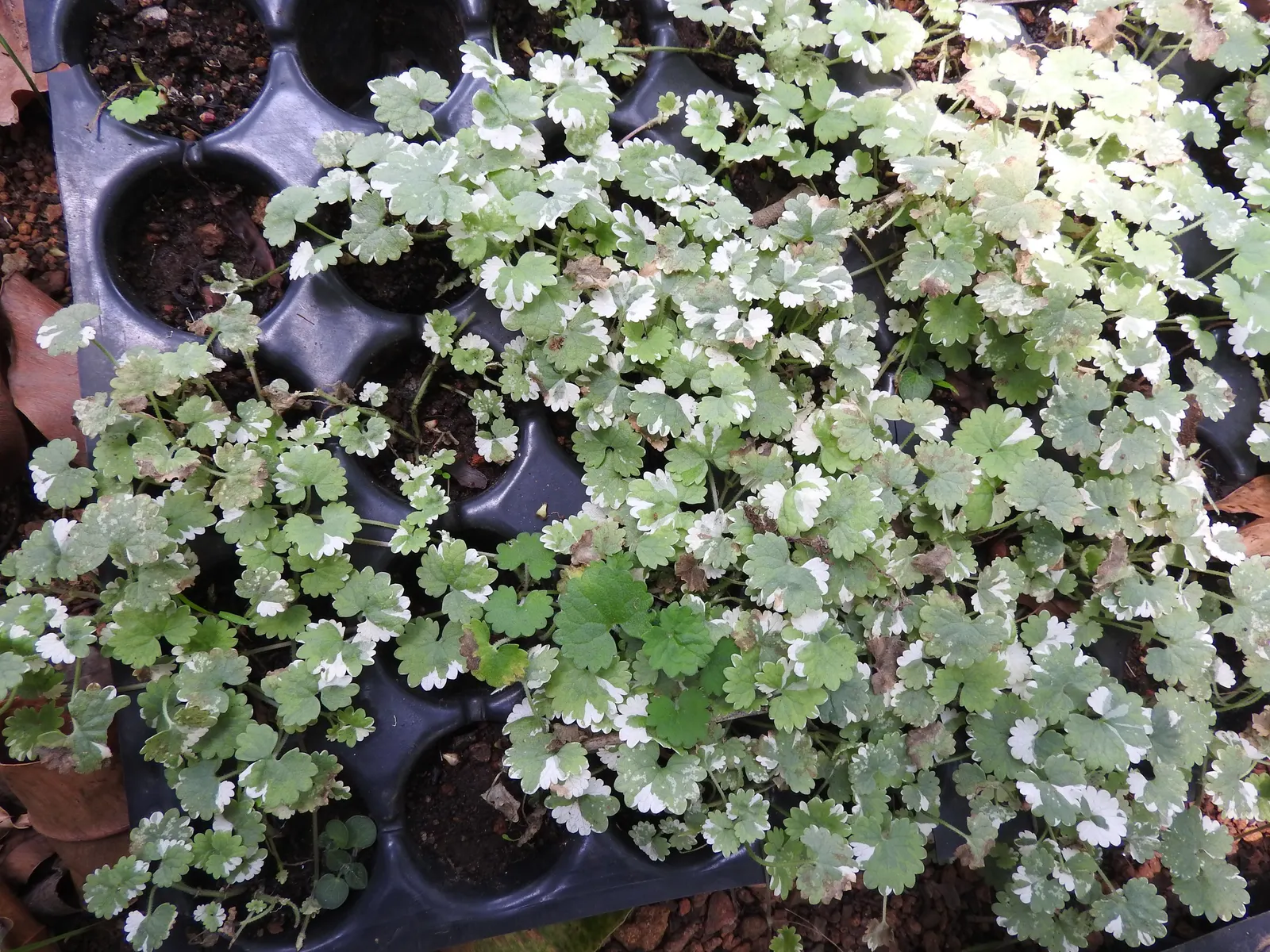 Strawberry Begonia (Saxifraga Stolonifera 'Cuscutiformis') — ground cover / perennial with white blooms; the Strawberry Begonia thrives in part shade to full