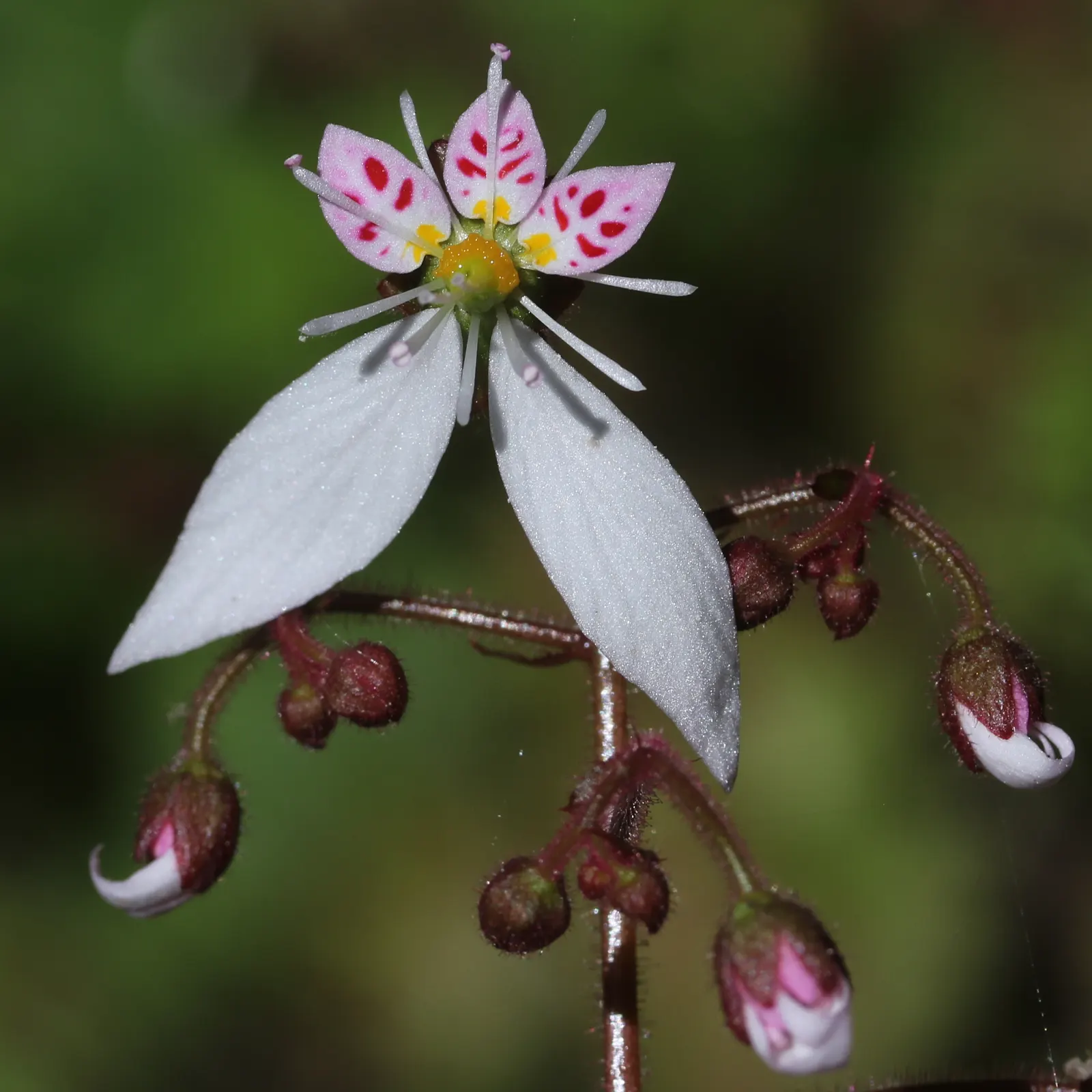 Strawberry Begonia (Saxifraga Stolonifera 'Cuscutiformis') — It features heart-shaped leaves and dainty white flowers atop 8-inch stems in late spring