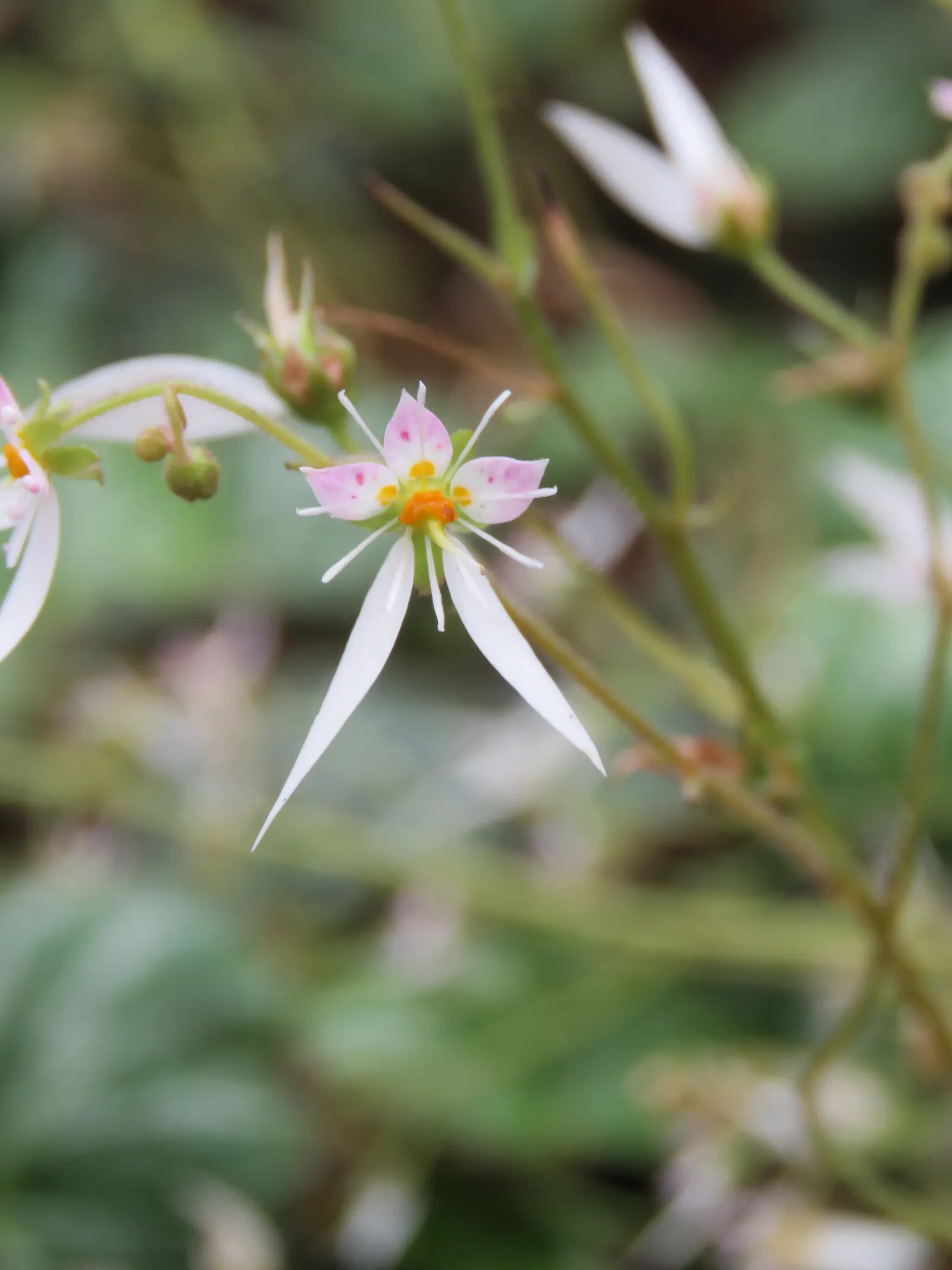 Strawberry Begonia (Saxifraga Stolonifera 'Cuscutiformis') — sprouting thread-like runners; ideal for shady borders or container gardens, it's hardy in USDA