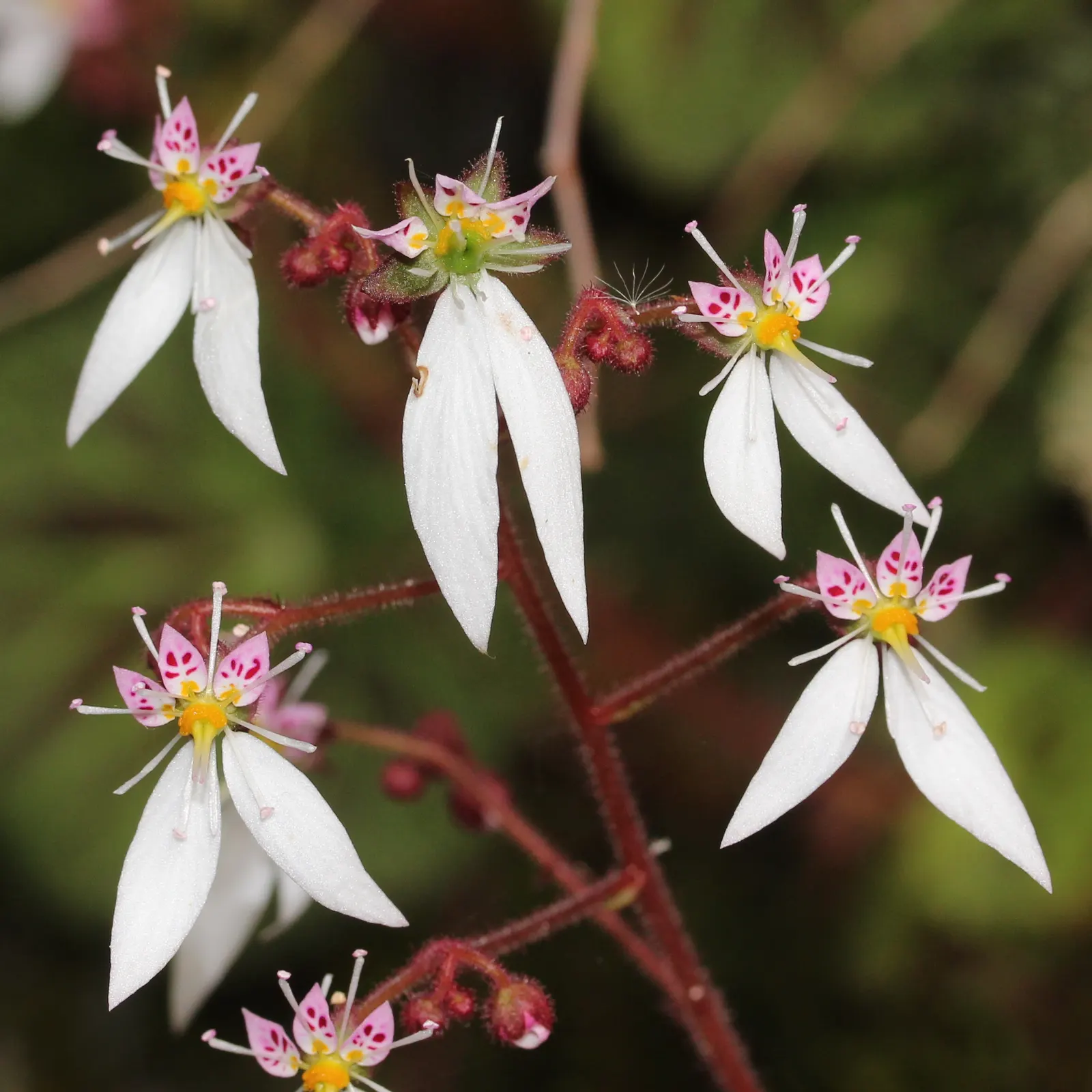 Strawberry Begonia (Saxifraga Stolonifera 'Cuscutiformis') — predominantly green with silver veins and a reddish underside; is a charming perennial, image 54