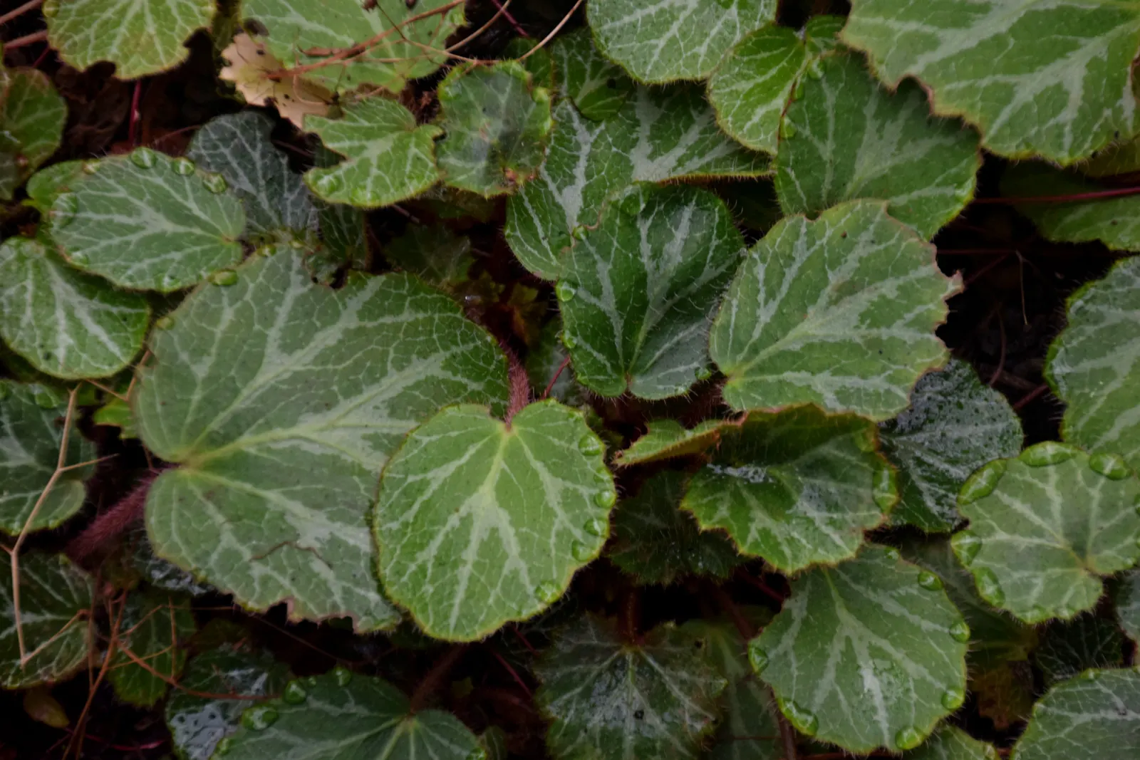 Strawberry Begonia (Saxifraga Stolonifera 'Cuscutiformis') — predominantly green with silver veins and a reddish underside; is a charming perennial that