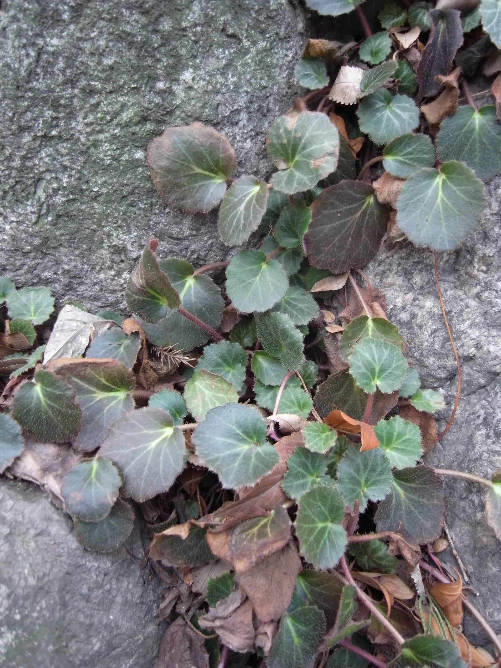 Strawberry Begonia (Saxifraga Stolonifera 'Cuscutiformis') — The Strawberry Begonia, Saxifraga stolonifera 'Cuscutiformis', is a charming semi-evergreen