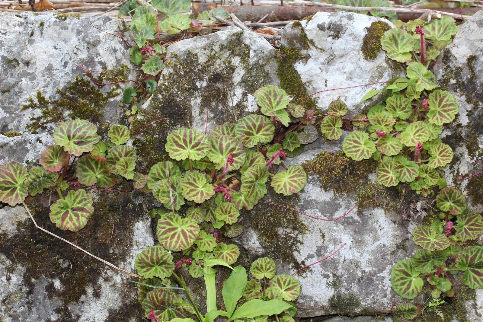 Strawberry Begonia (Saxifraga Stolonifera 'Cuscutiformis') — it suits well as a ground cover or in rock gardens; predominantly green with silver veins and a