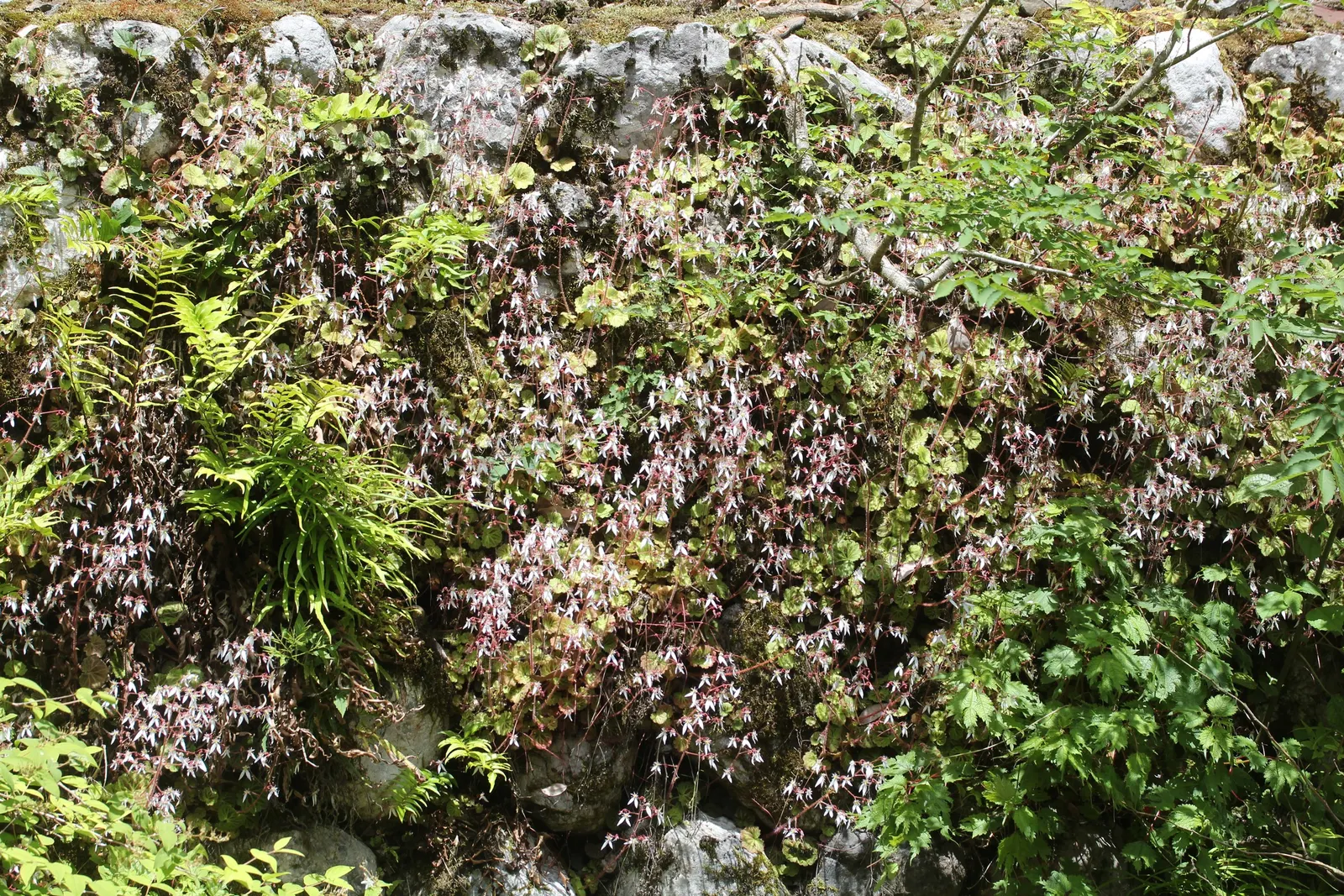 Strawberry Begonia (Saxifraga Stolonifera 'Cuscutiformis') — predominantly green with silver veins and a reddish underside