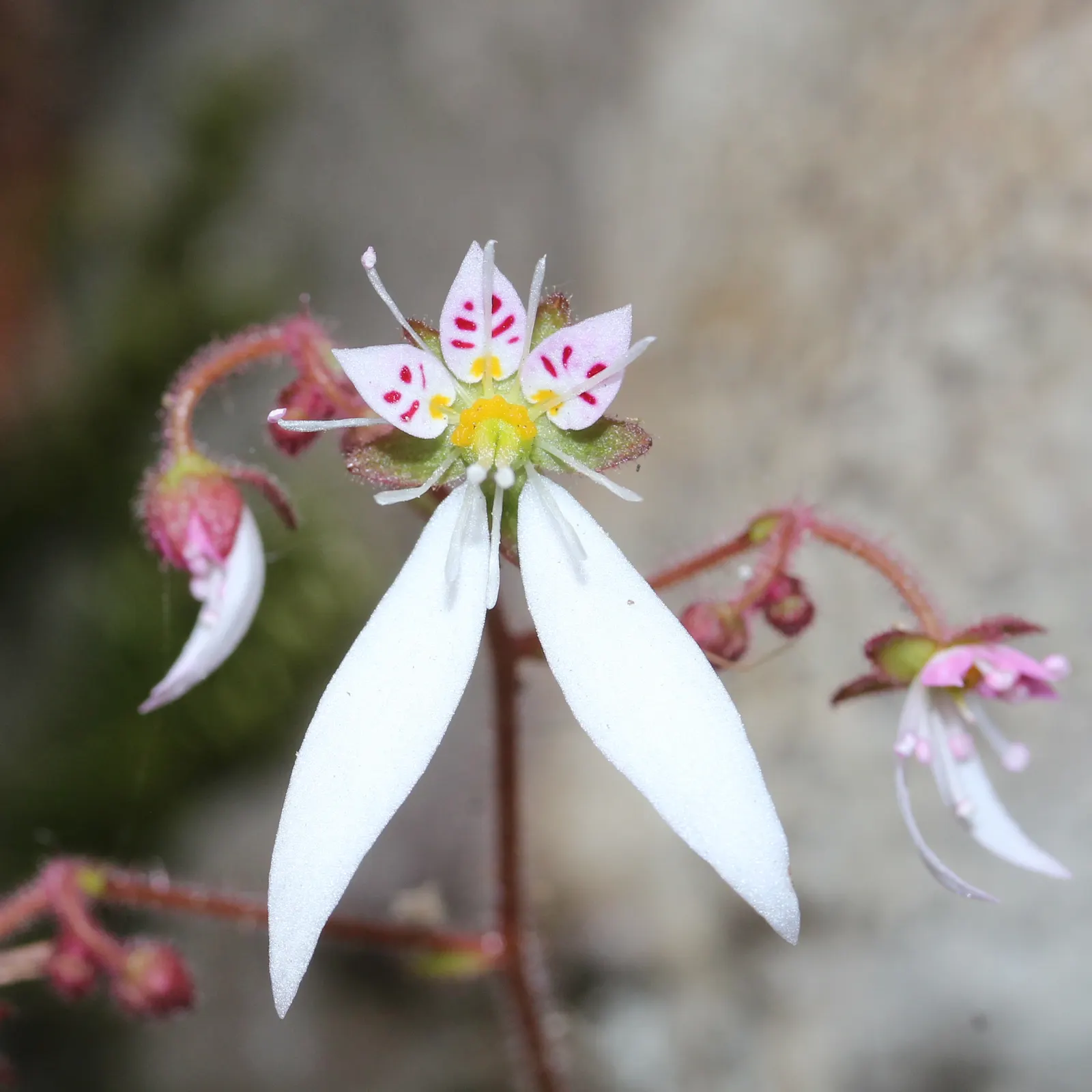 Strawberry Begonia (Saxifraga Stolonifera 'Cuscutiformis') — offering both beauty and versatility to your garden design