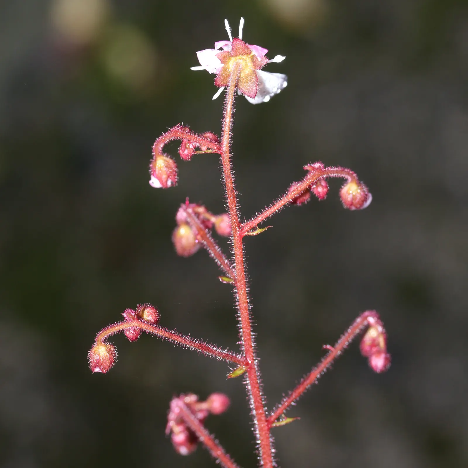 Strawberry Begonia (Saxifraga Stolonifera 'Cuscutiformis') — sprouting thread-like runners
