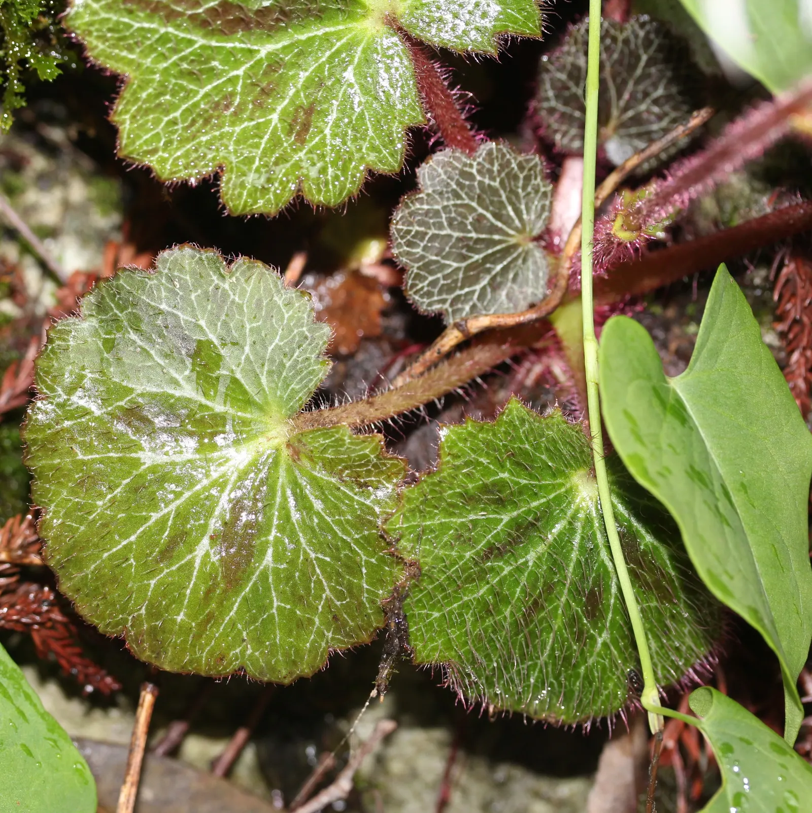 Strawberry Begonia (Saxifraga Stolonifera 'Cuscutiformis') — It's non-invasive and its runners can be easily trimmed back or replanted to propagate, image 42