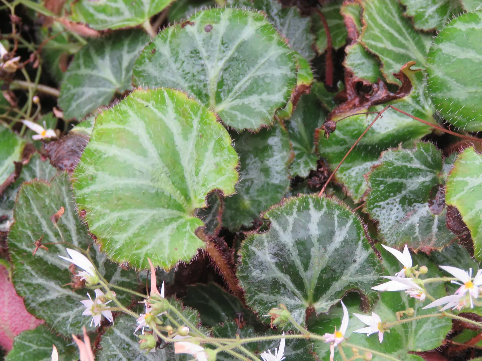 Strawberry Begonia (Saxifraga Stolonifera 'Cuscutiformis') — Ideal for shady borders or container gardens, it's hardy in USDA Zones 6 through 9