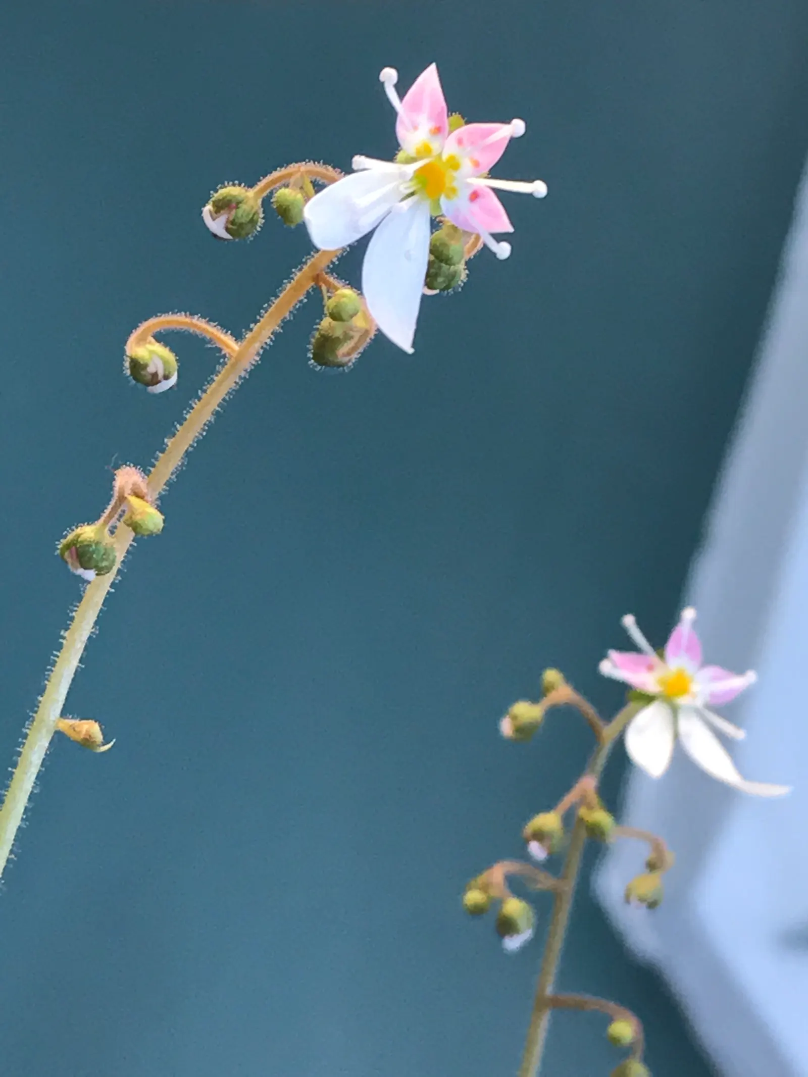 Strawberry Begonia (Saxifraga Stolonifera 'Cuscutiformis') — With an average height of 6 to 9 inches and a spread of 12 to 24 inches