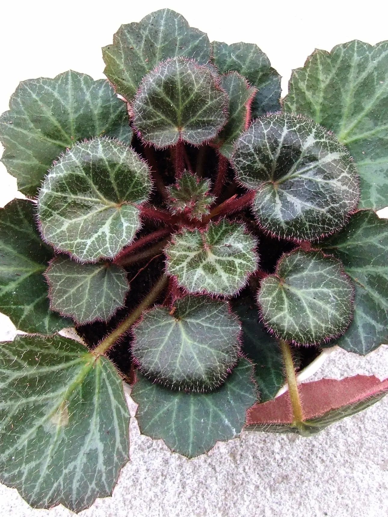 Strawberry Begonia (Saxifraga Stolonifera 'Cuscutiformis') — It thrives in partial shade, requires well-drained soil and maintains a humble height of 3-6 inches