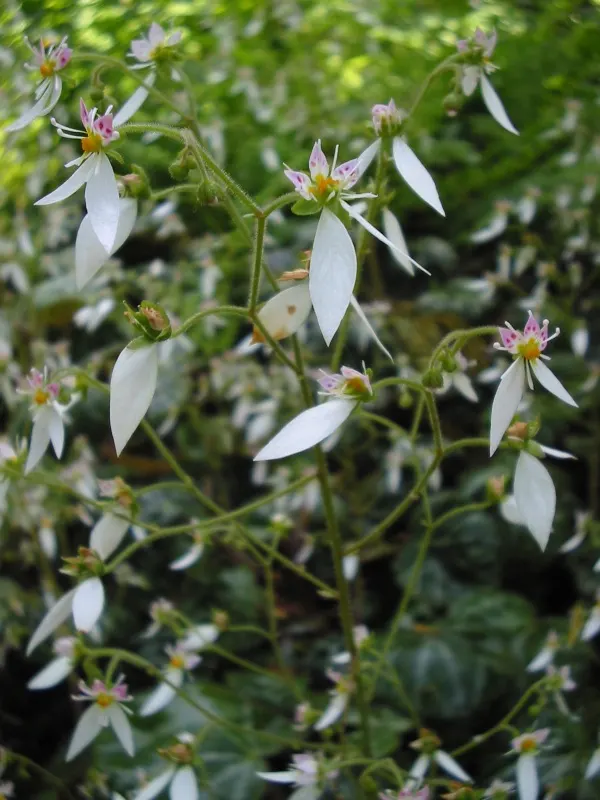 Strawberry Begonia (Saxifraga Stolonifera 'Cuscutiformis') — avoiding overly wet conditions to prevent root rot; with an average height of 6 to 9 inches and a