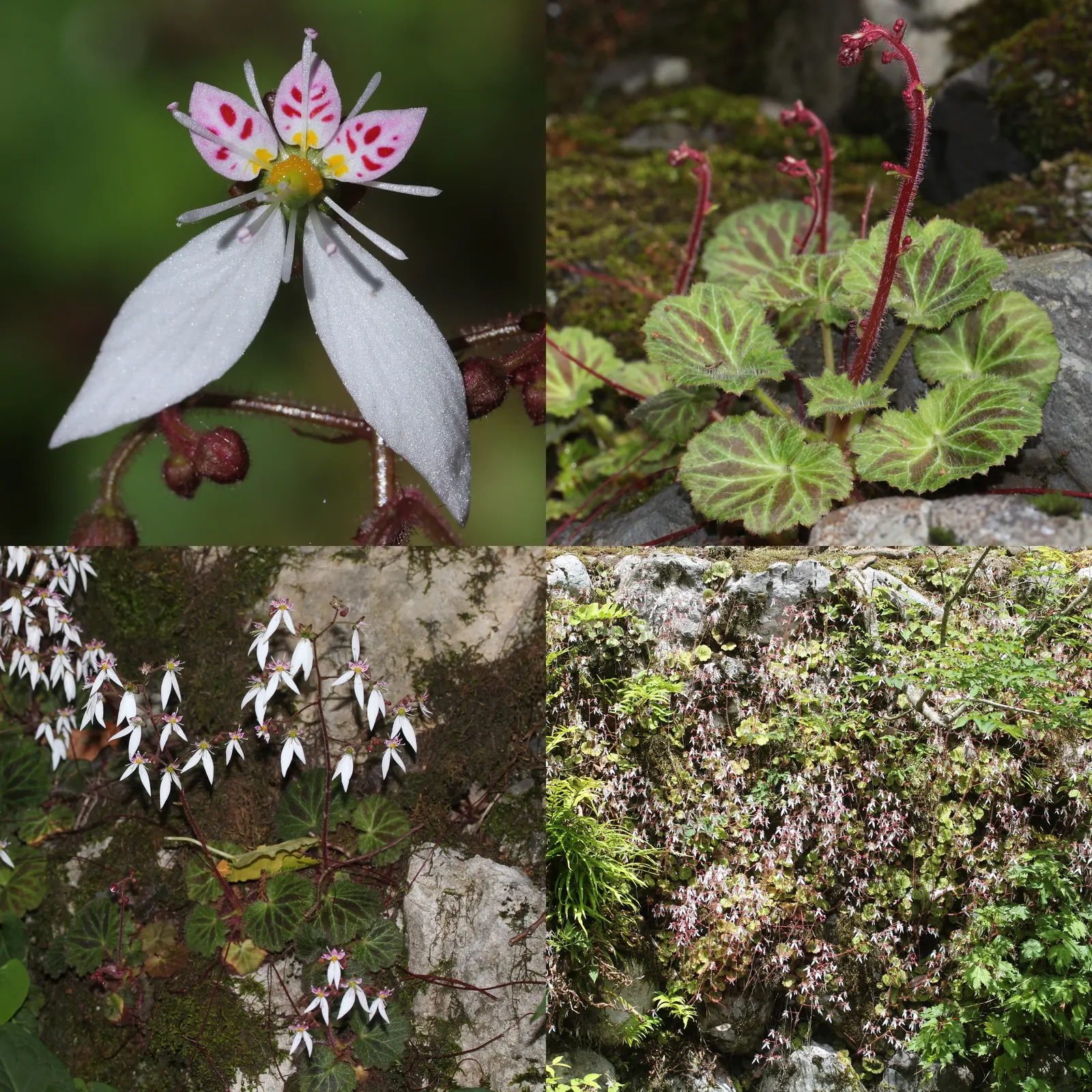 Strawberry Begonia (Saxifraga Stolonifera 'Cuscutiformis') — Notably, it produces striking red stolons, adding groundcover allure