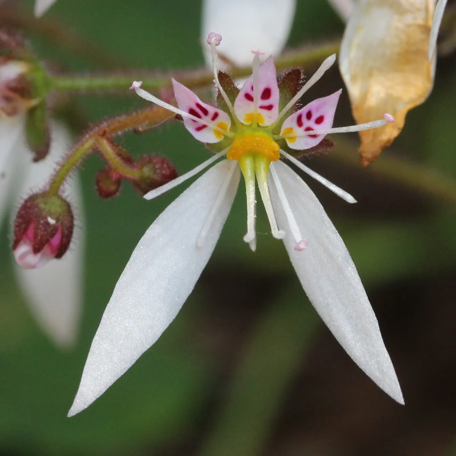 Strawberry Begonia (Saxifraga Stolonifera 'Cuscutiformis') — the Strawberry Begonia thrives in part shade to full shade conditions; it's, image 59