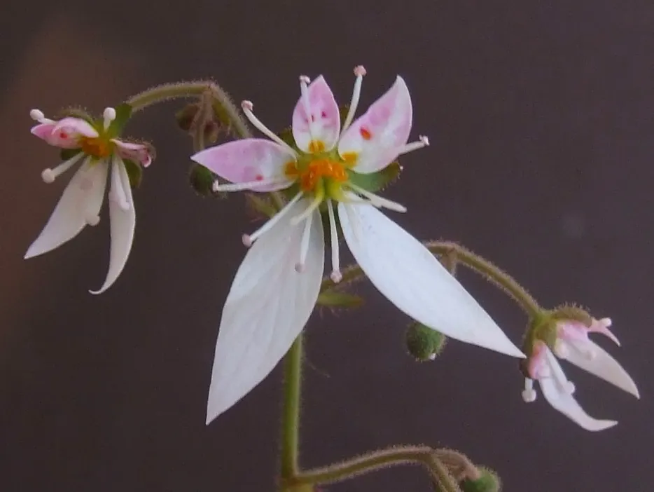 Strawberry Begonia (Saxifraga Stolonifera 'Cuscutiformis') — ground cover / perennial for deep shade or shade