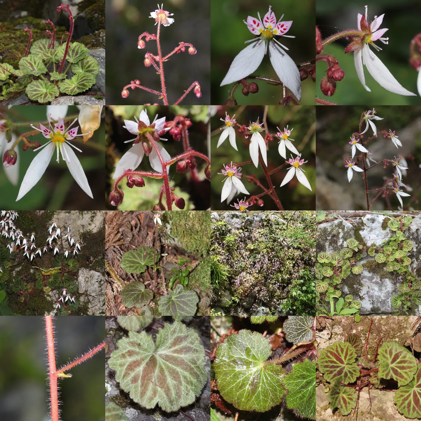 Strawberry Begonia (Saxifraga Stolonifera 'Cuscutiformis') — scientifically known as Saxifraga stolonifera 'Cuscutiformis'; avoiding overly wet conditions to