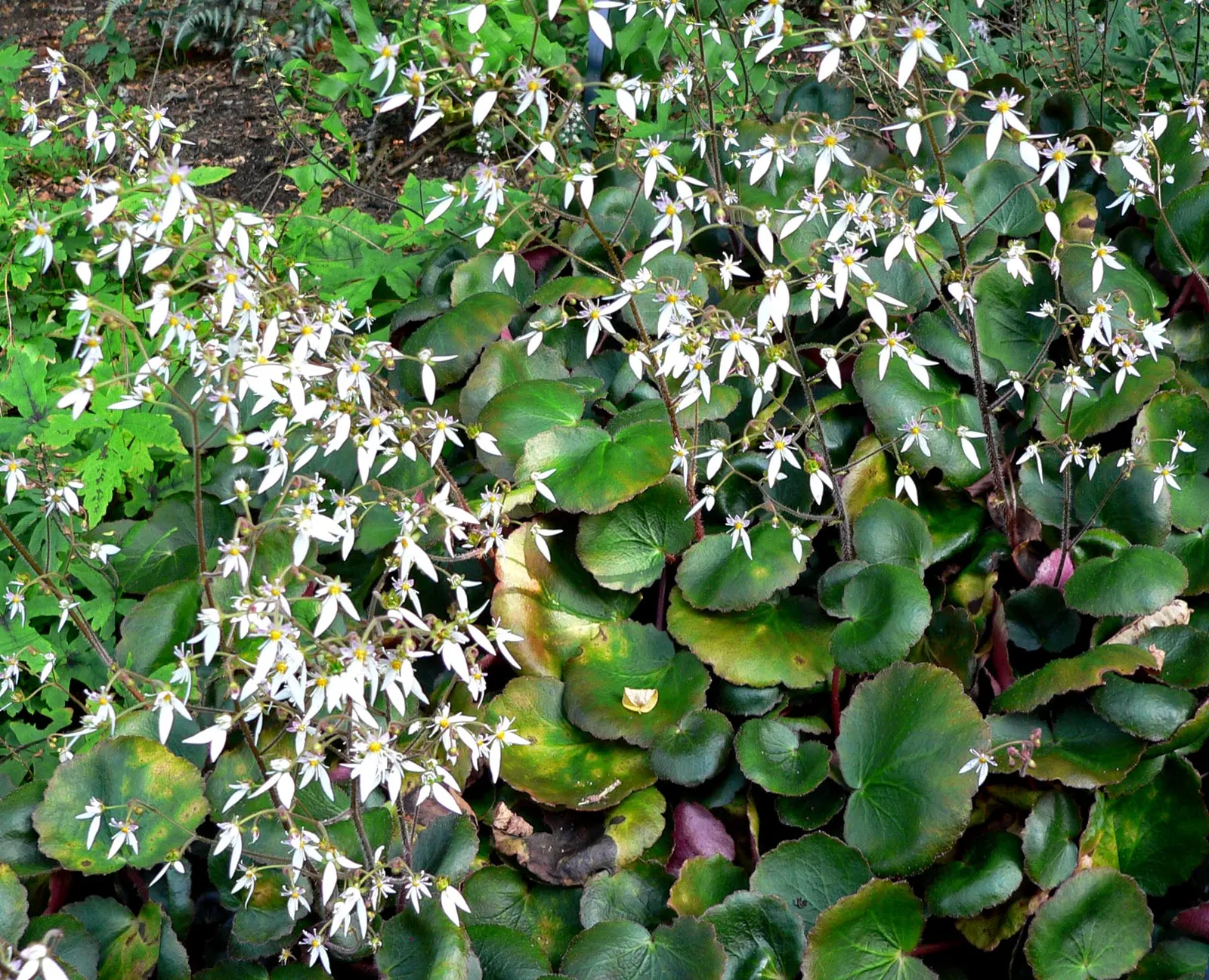 Strawberry Begonia (Saxifraga Stolonifera 'Cuscutiformis') — It is imperative to provide well-drained soil rich in organic matter